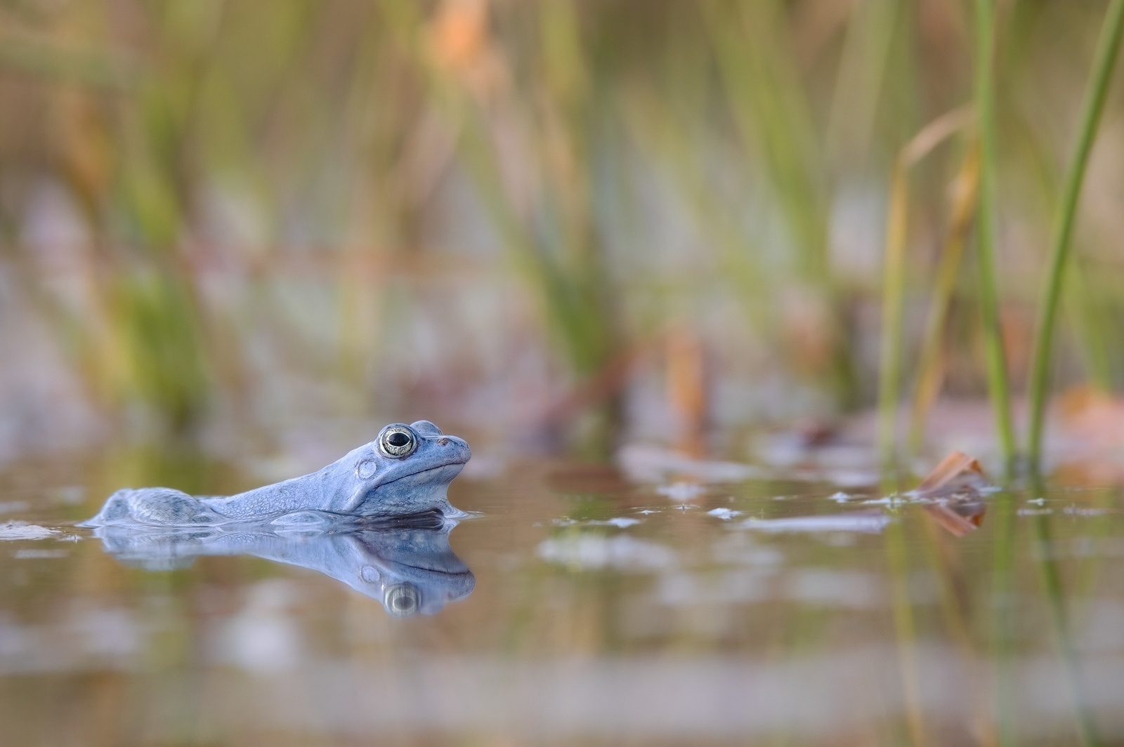  Moorfrosch (Rana arvalis)