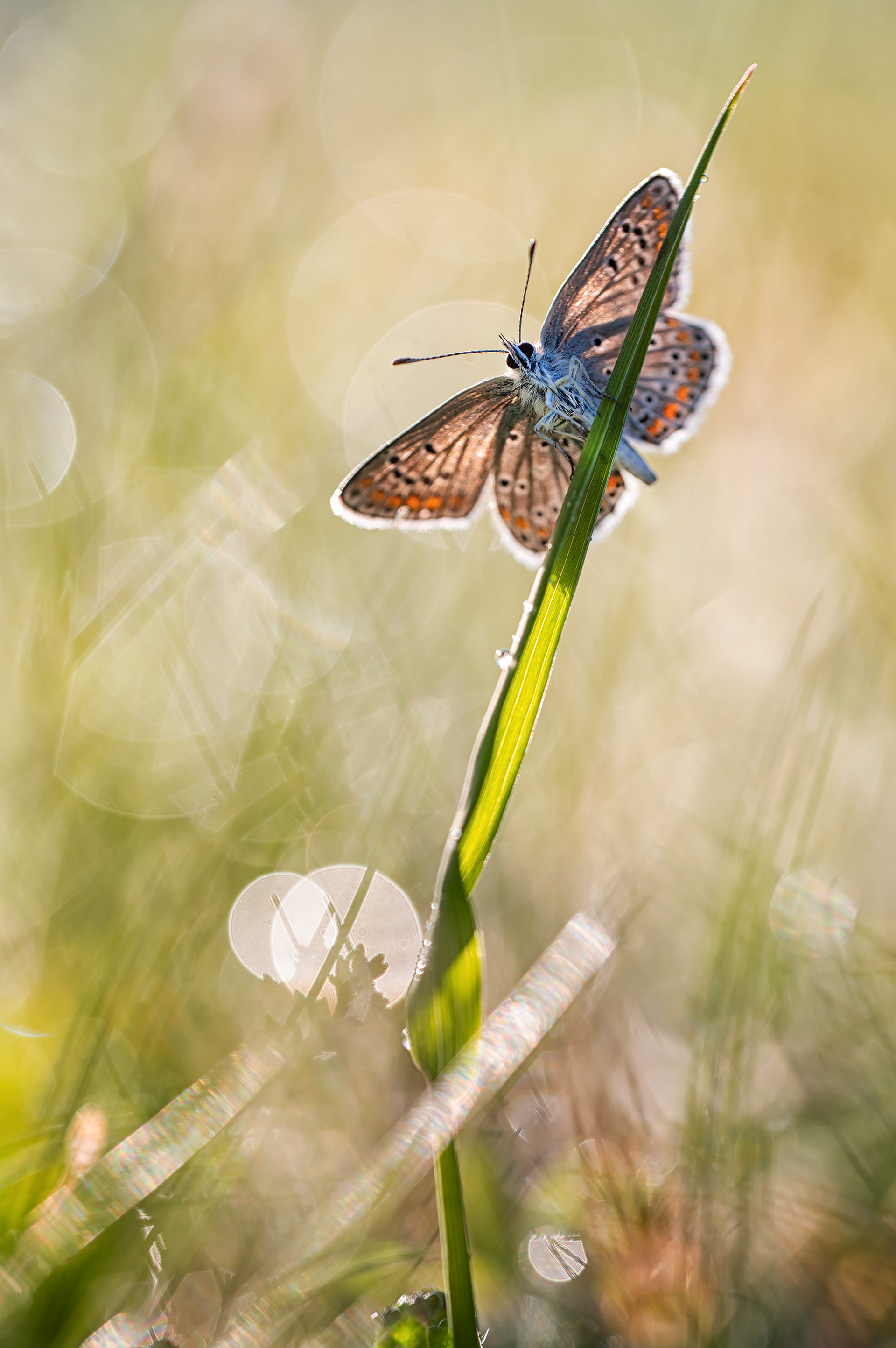 Kleine Sonnenröschen-Bläuling (Aricia agestis)