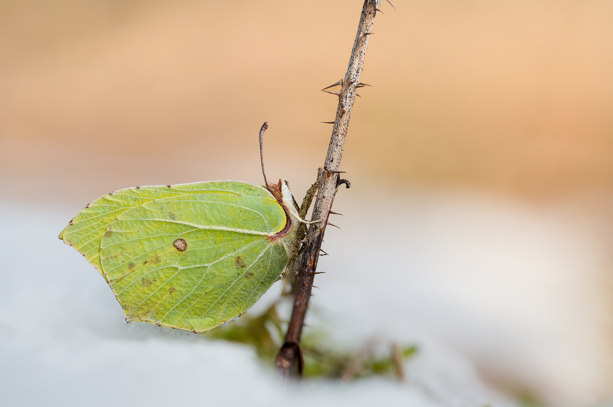  Zitronenfalter (Gonepteryx rhamni)