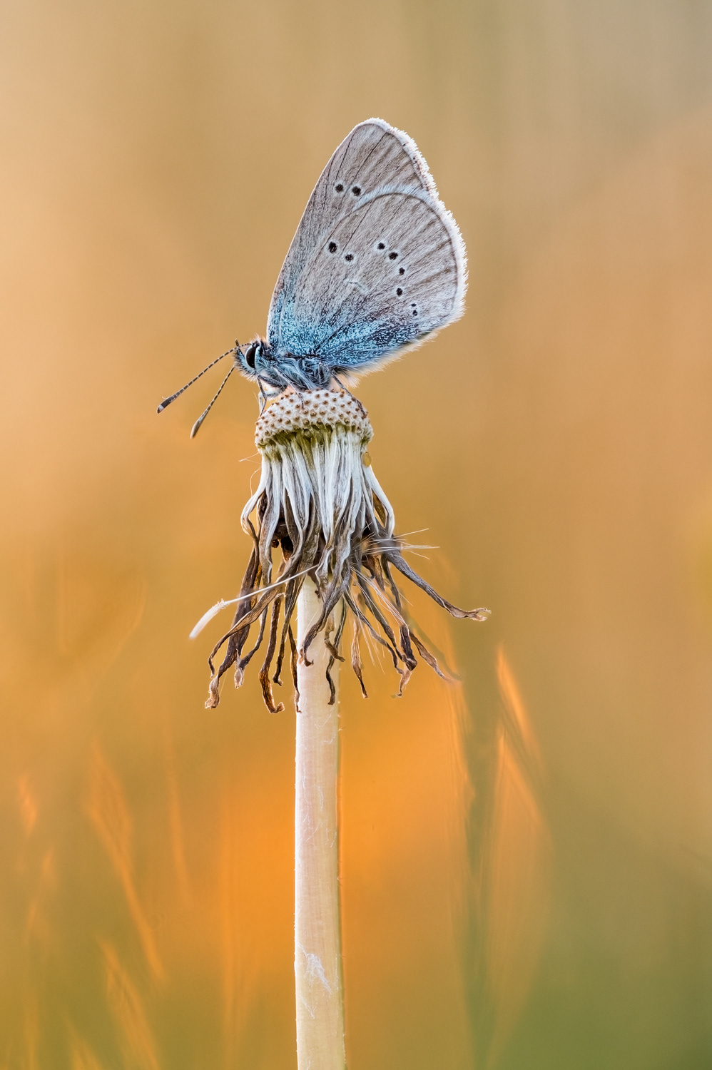  Rotklee-Bläuling (Cyaniris semiargus)