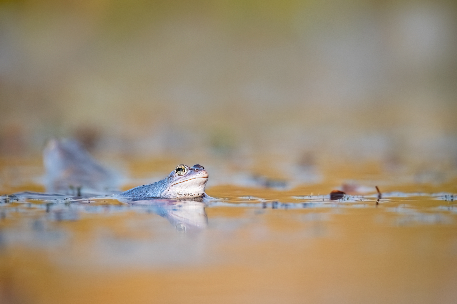  Moorfrosch (Rana arvalis)