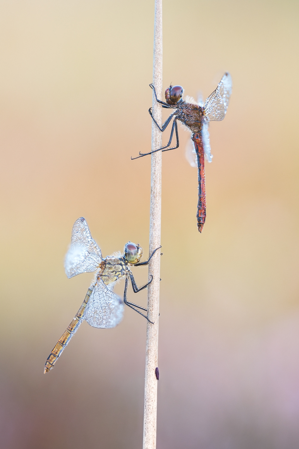 Blutrote Heidelibelle (Sympetrum sanguineum) 
