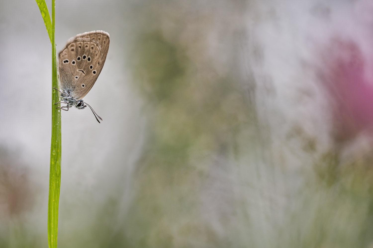 Kreuzenzian-Ameisenbläuling (Phengaris rebeli, Syn.: Maculinea rebeli)