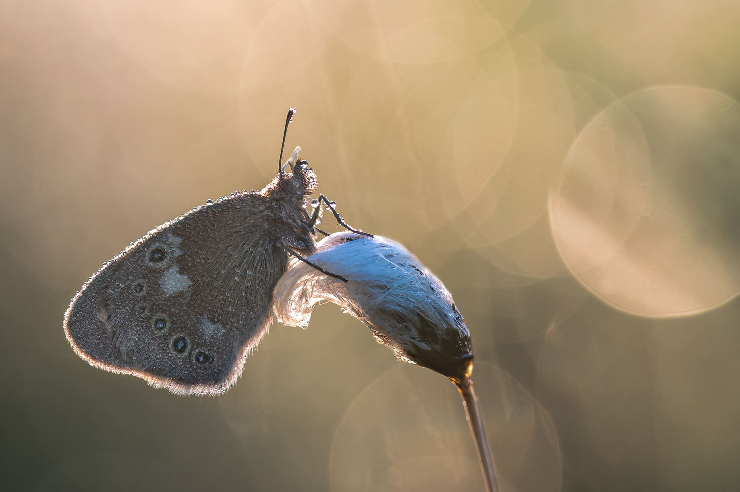 Große Wiesenvögelchen (Coenonympha tullia) 