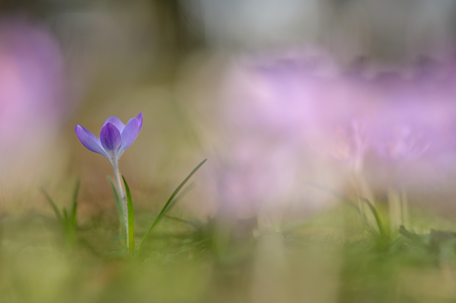 Krokus