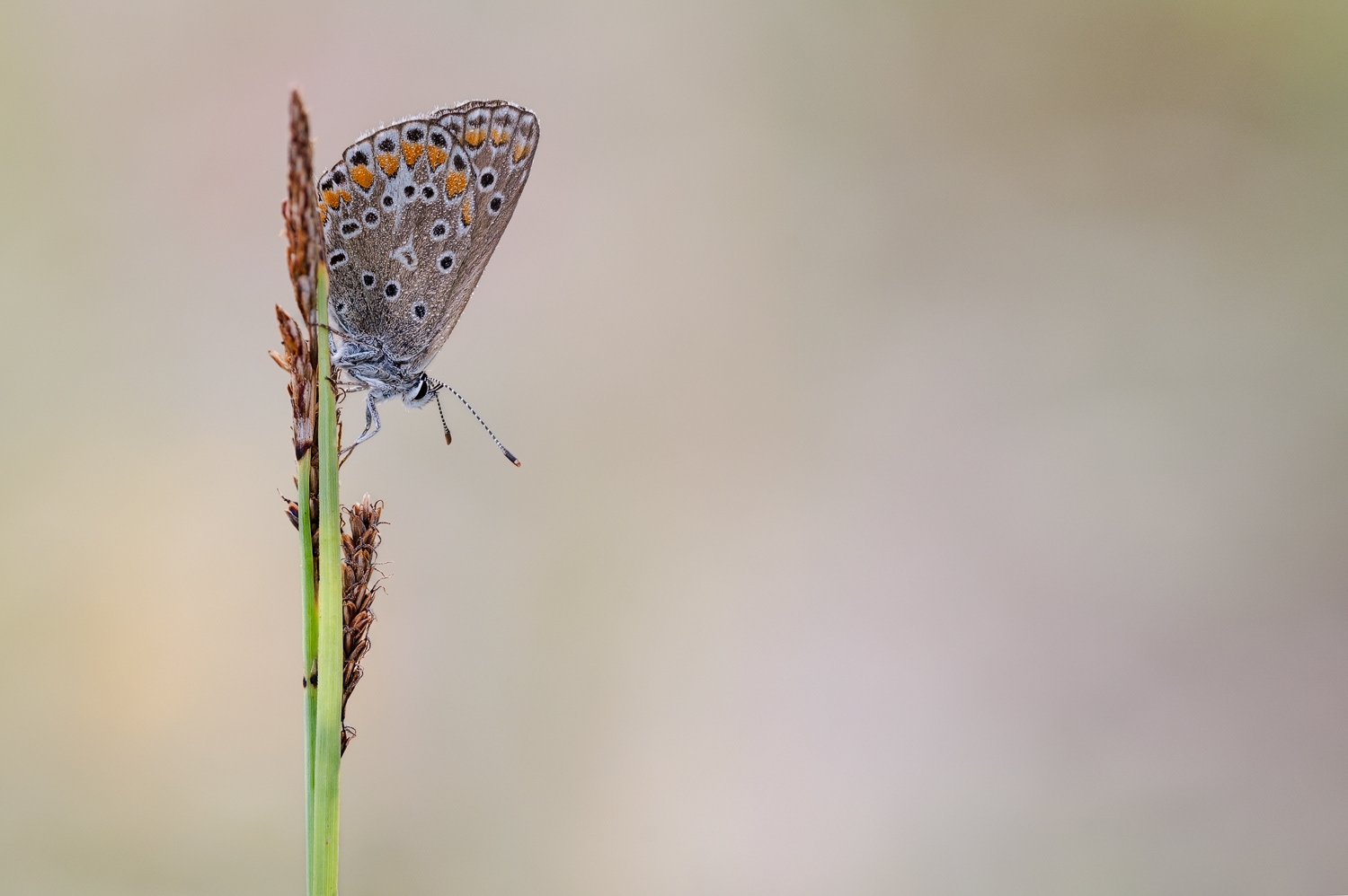 Hauhechel-Bläuling (Polyommatus icarus) 