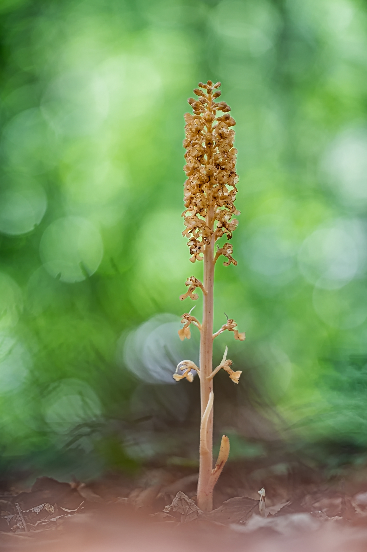 Vogel-Nestwurz (Neottia nidus-avis)