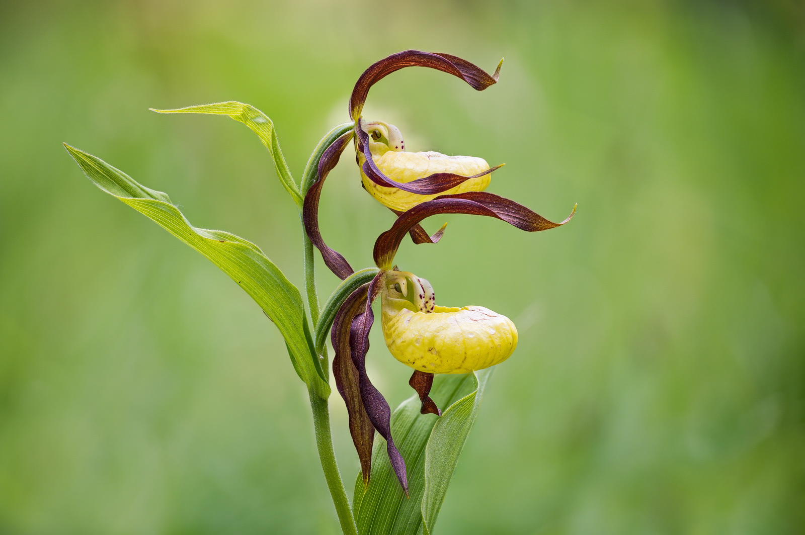 Gelbe Frauenschuh  (Cypripedium calceolus)
