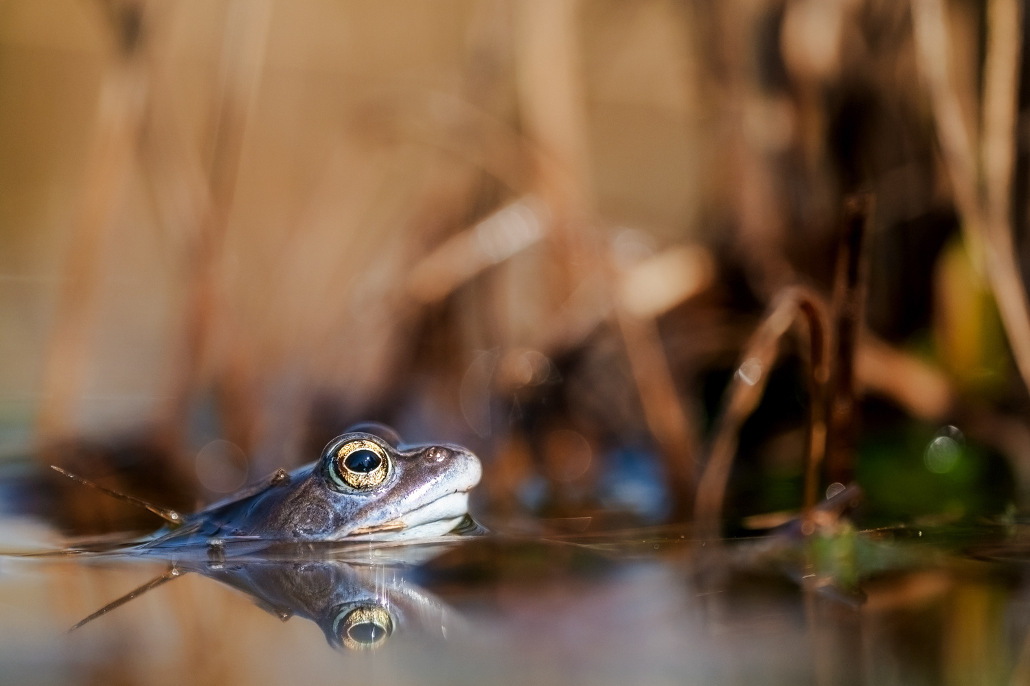  Moorfrosch (Rana arvalis)