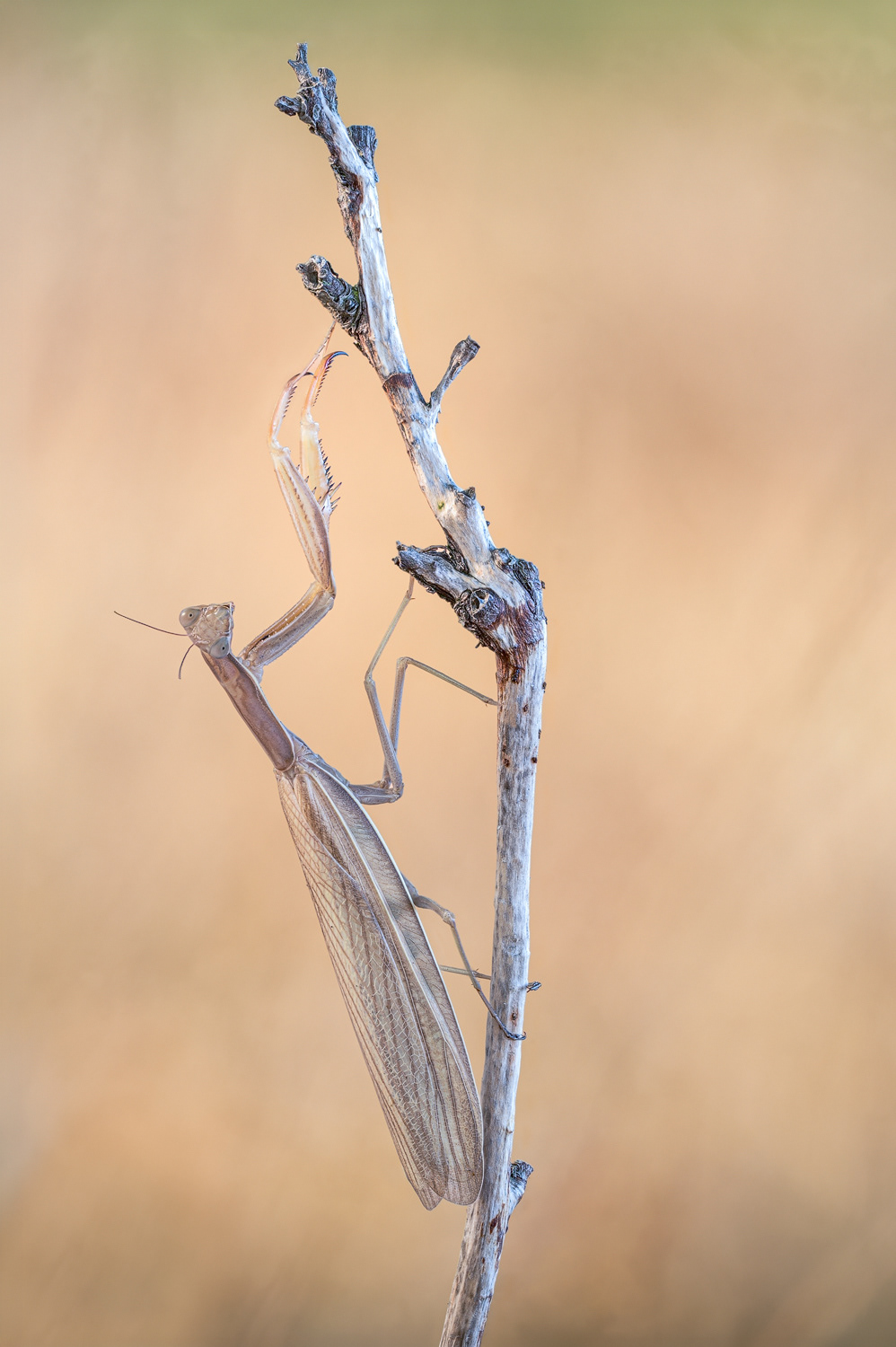 Europäische Gottesanbeterin (Mantis religiosa)