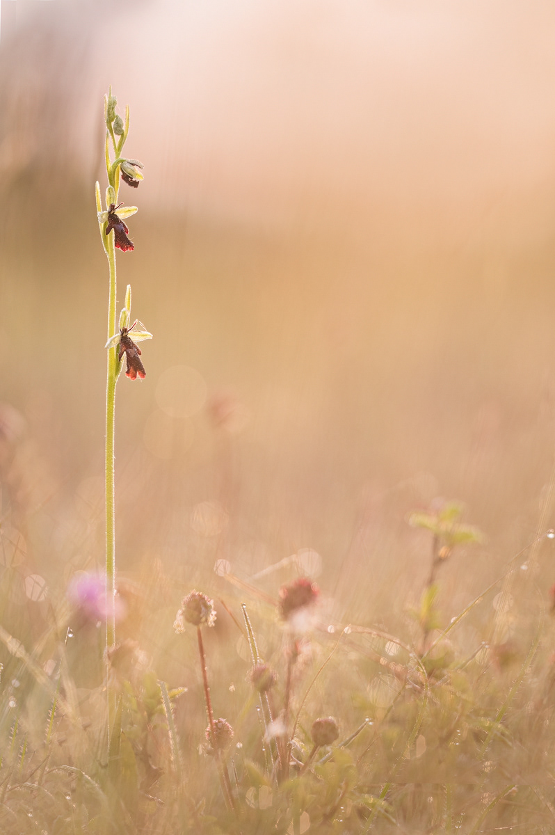  Fliegen-Ragwurz (Ophrys insectifera) 