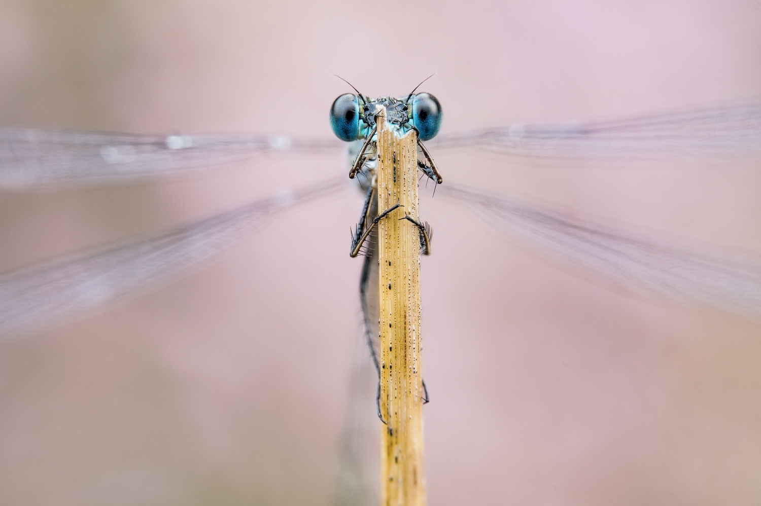 Kleine Binsenjungfer (Lestes virens)