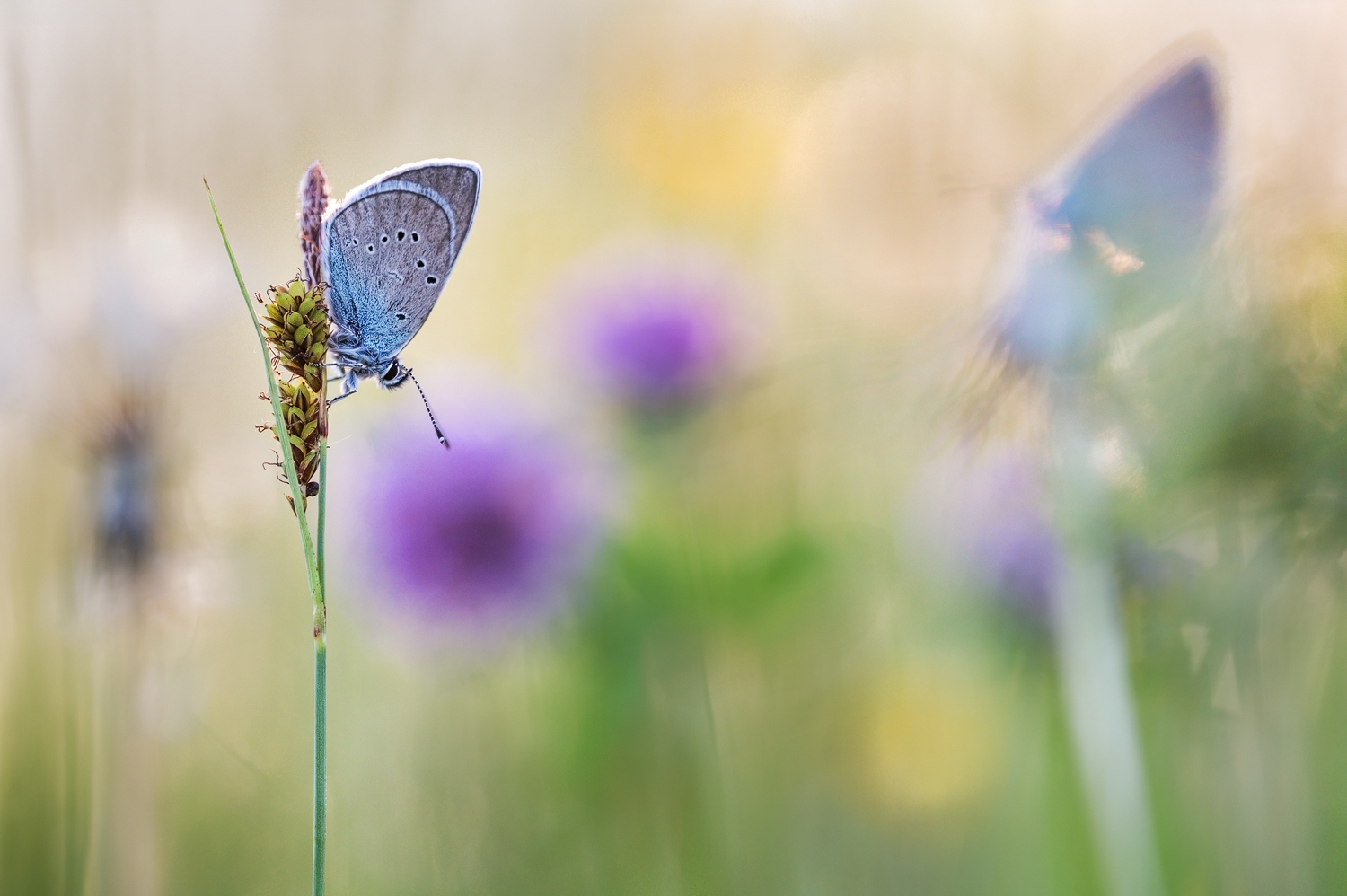  Rotklee-Bläuling (Cyaniris semiargus) 