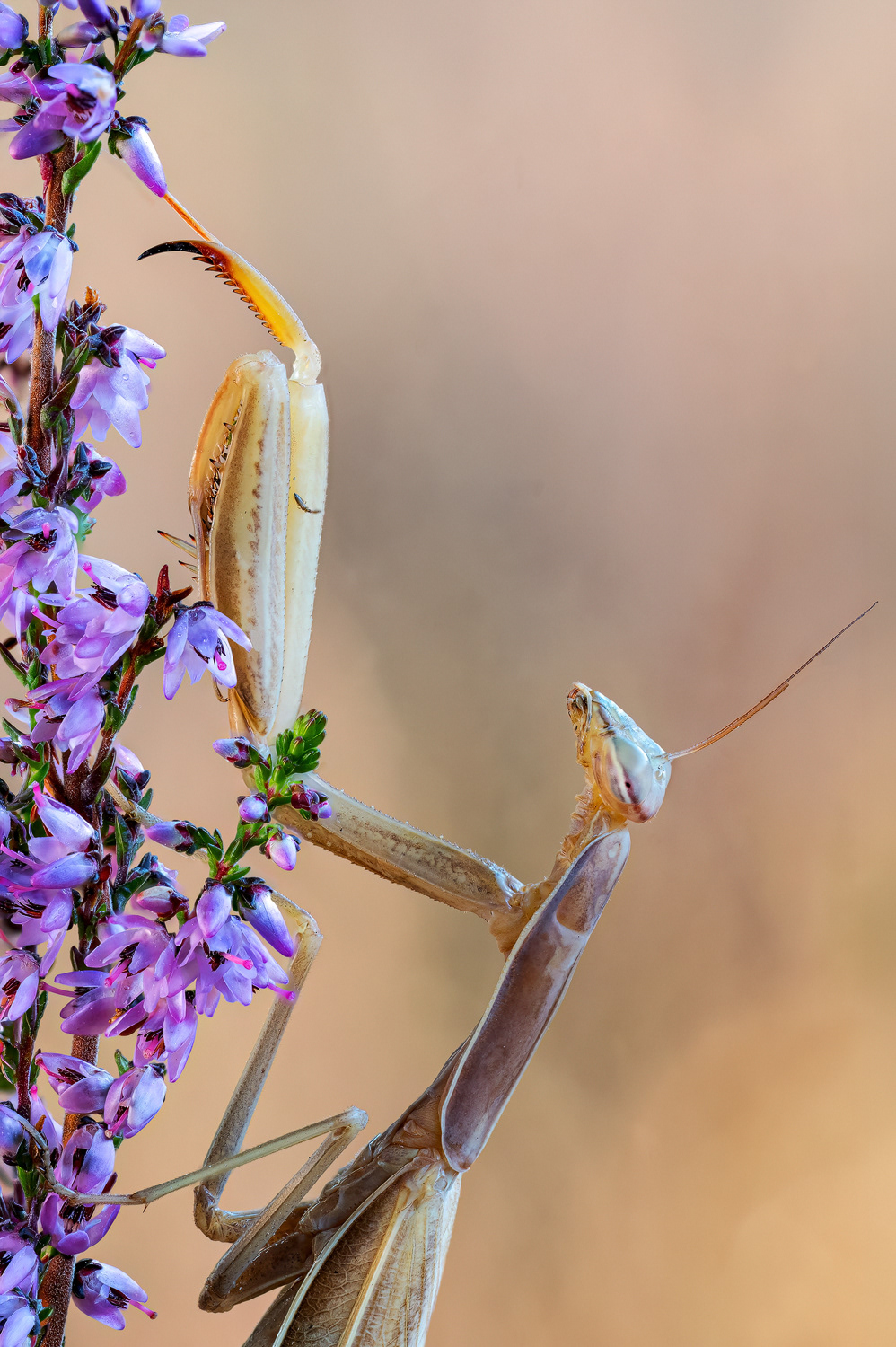 Europäische Gottesanbeterin (Mantis religiosa)