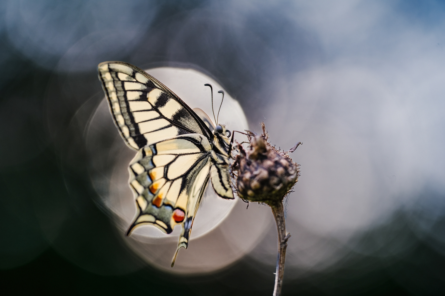Schwalbenschwanz (Papilio machaon)