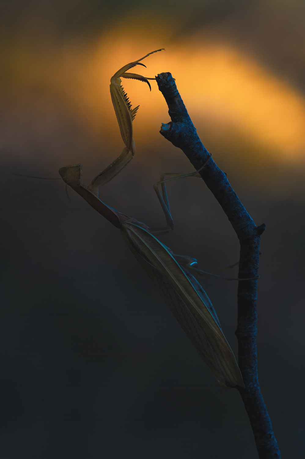 Europäische Gottesanbeterin (Mantis religiosa)