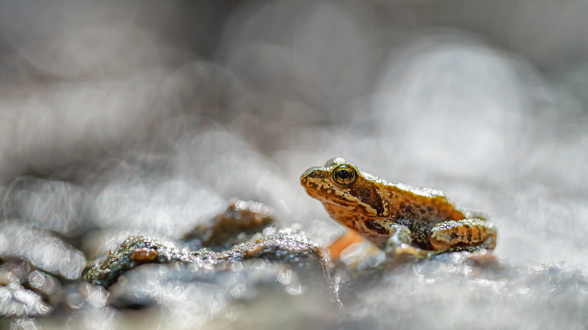Grasfrosch ( Rana temporaria) 