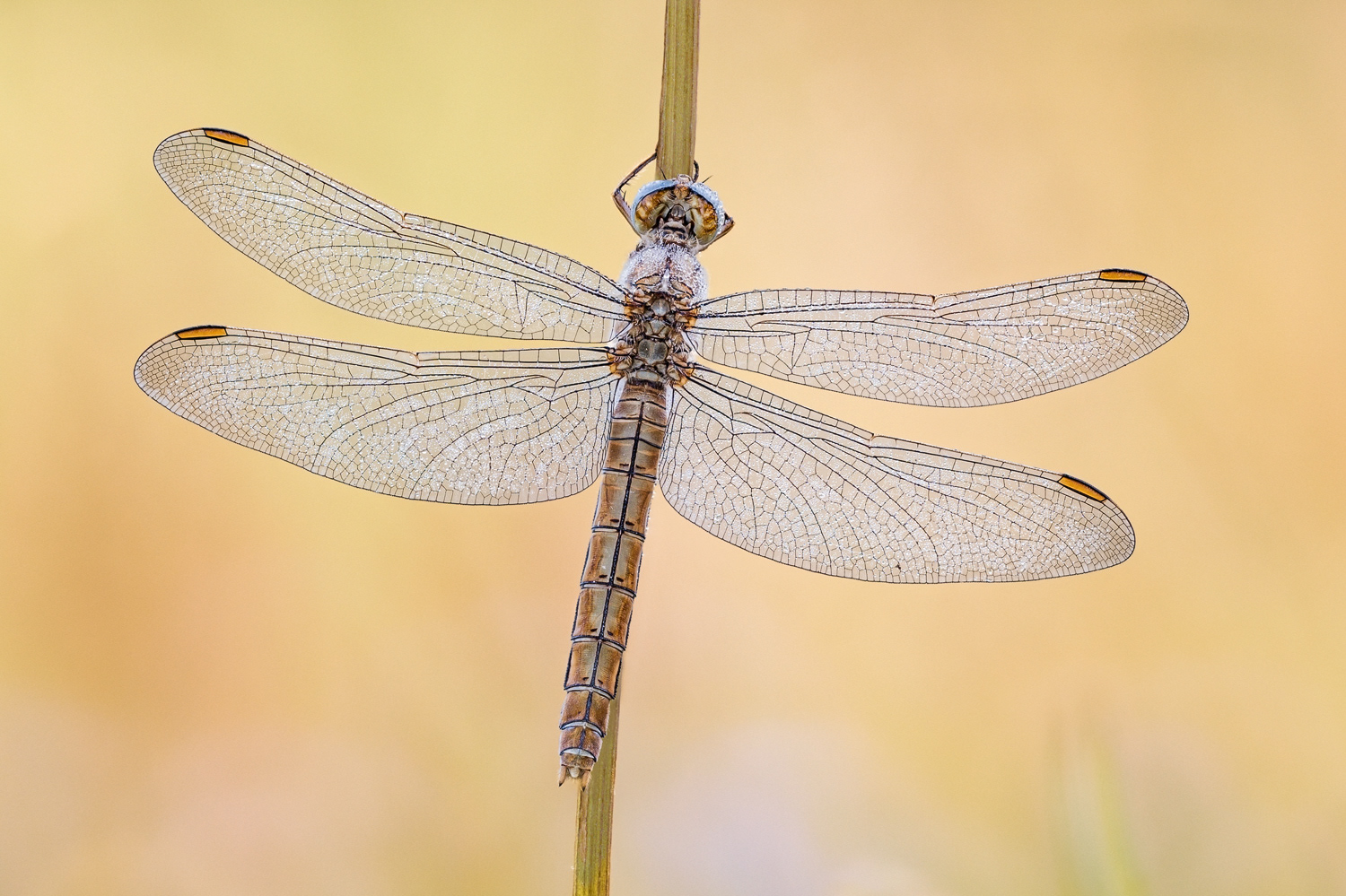 Südlicher Blaupfeil (Orthetrum brunneum)