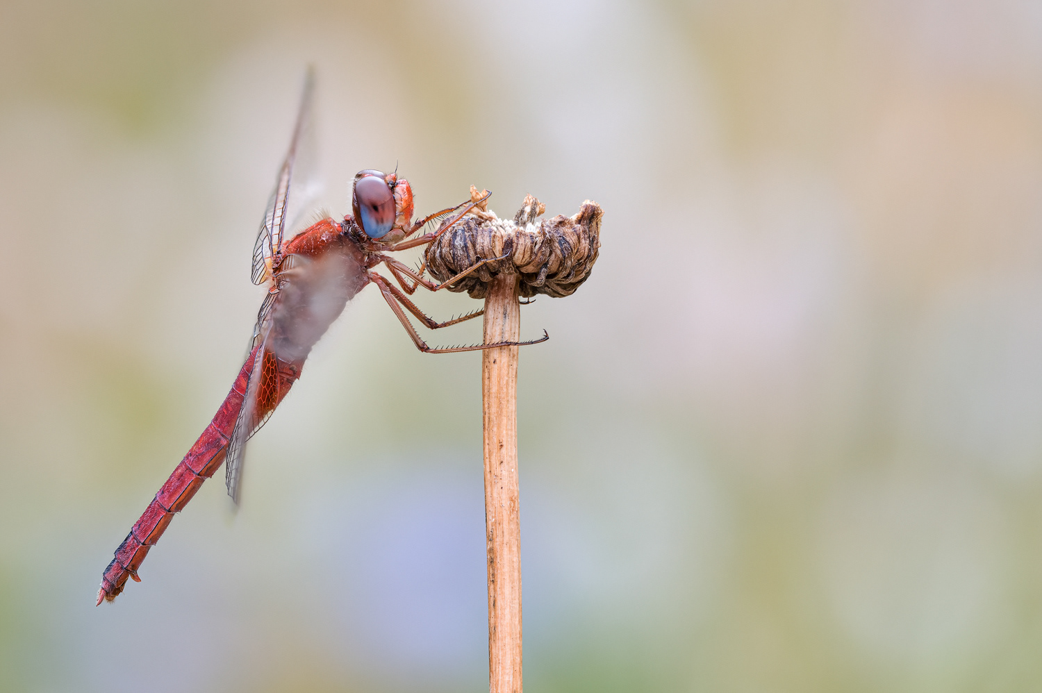  Feuerlibelle (Crocothemis erythraea)