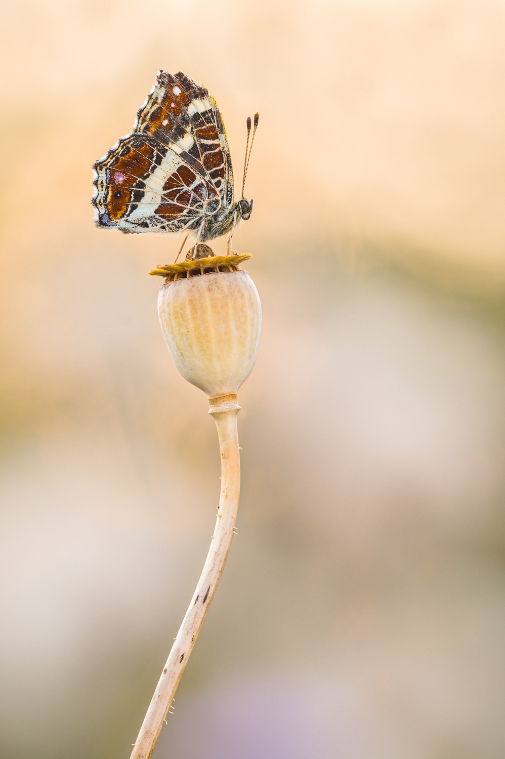  Landkärtchen (Araschnia levana)
