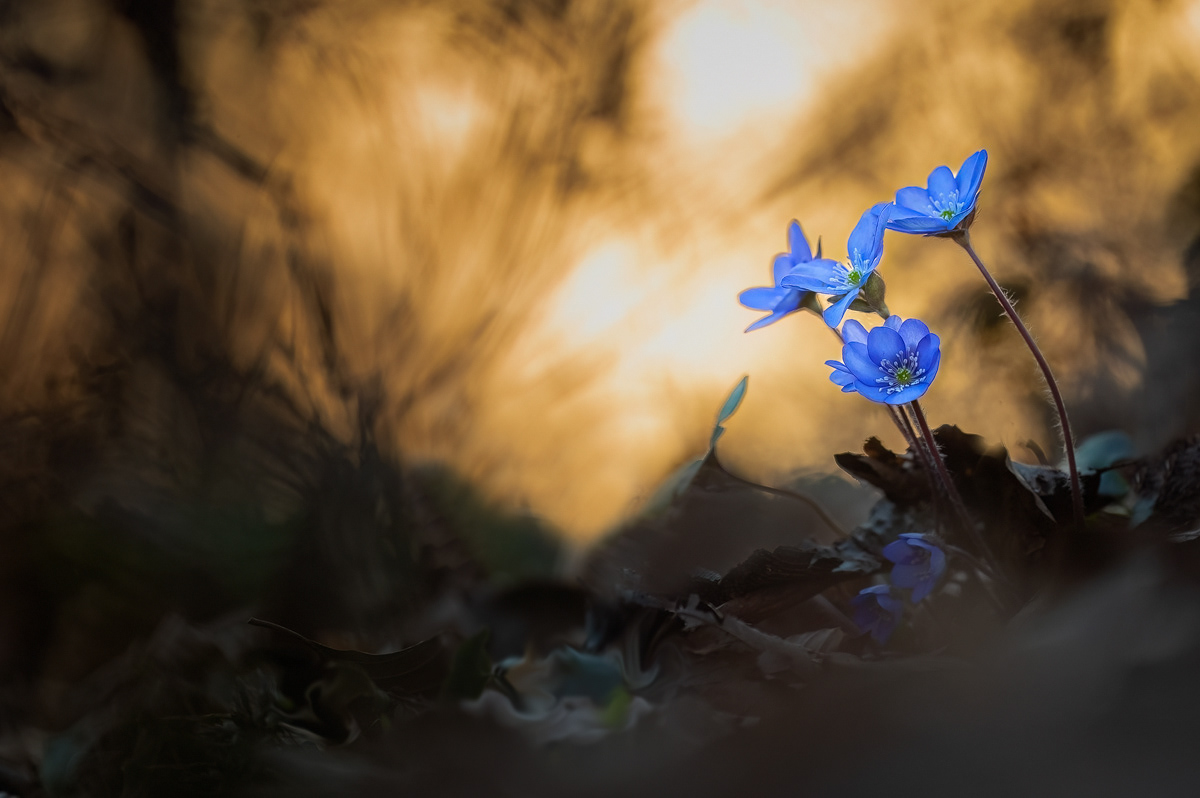 Leberblümchen (Hepatica nobilis)