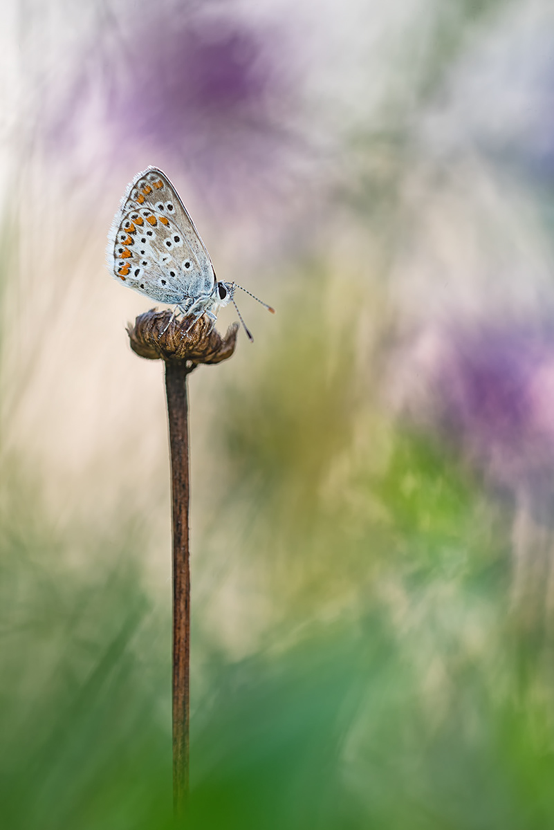  Kleine Sonnenröschen-Bläuling (Aricia agestis)