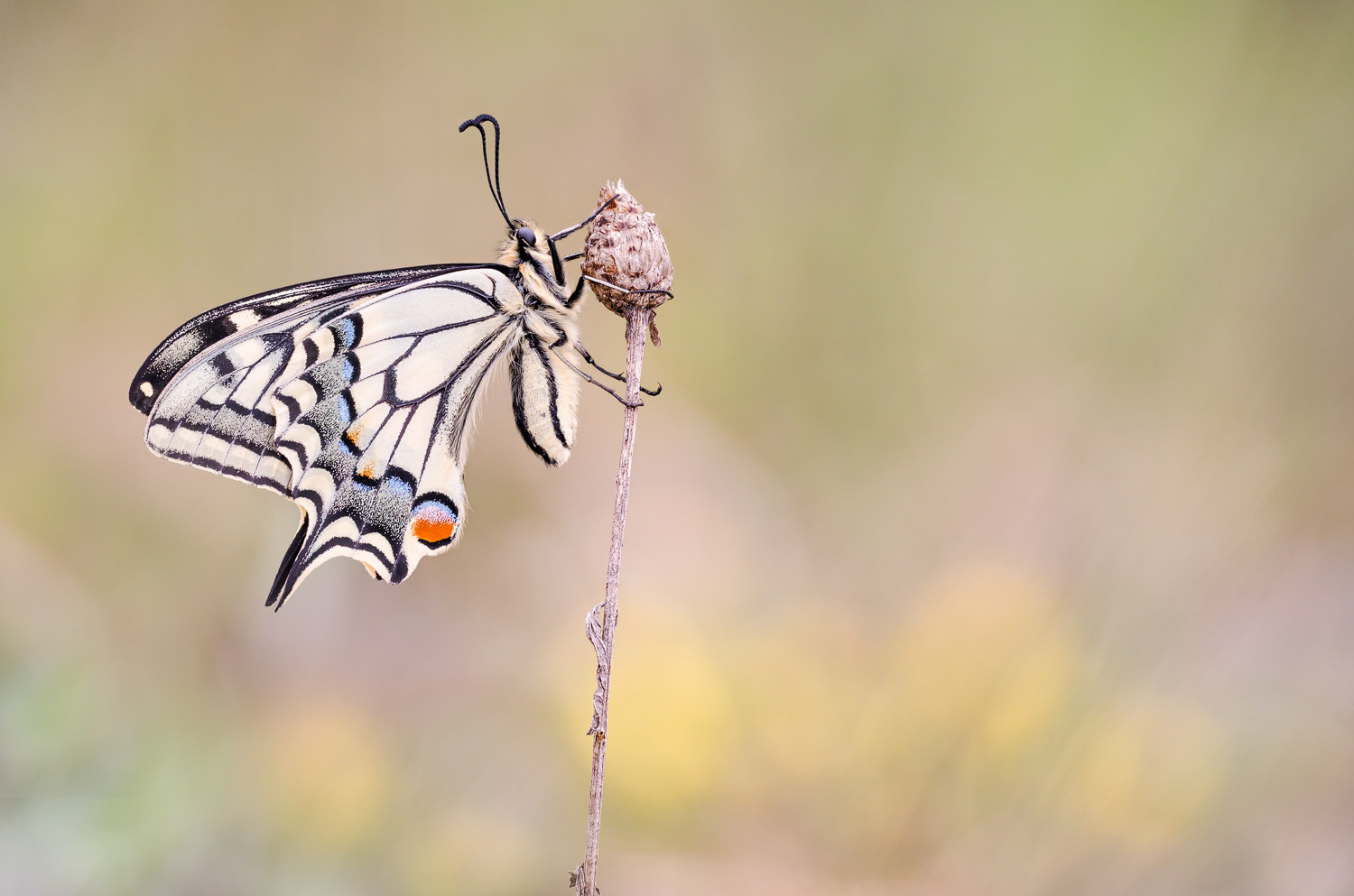 Schwalbenschwanz (Papilio machaon)