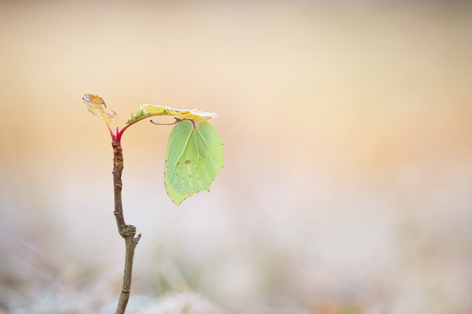 Zitronenfalter (Gonepteryx rhamni) Winter 2024-2025