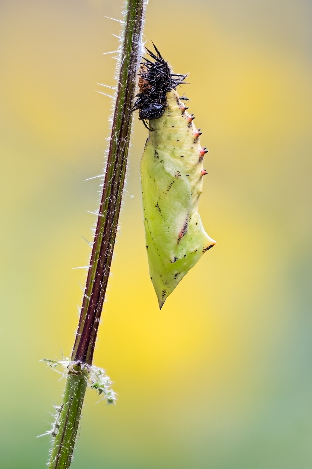 Tagpfauenauge/Aglais io