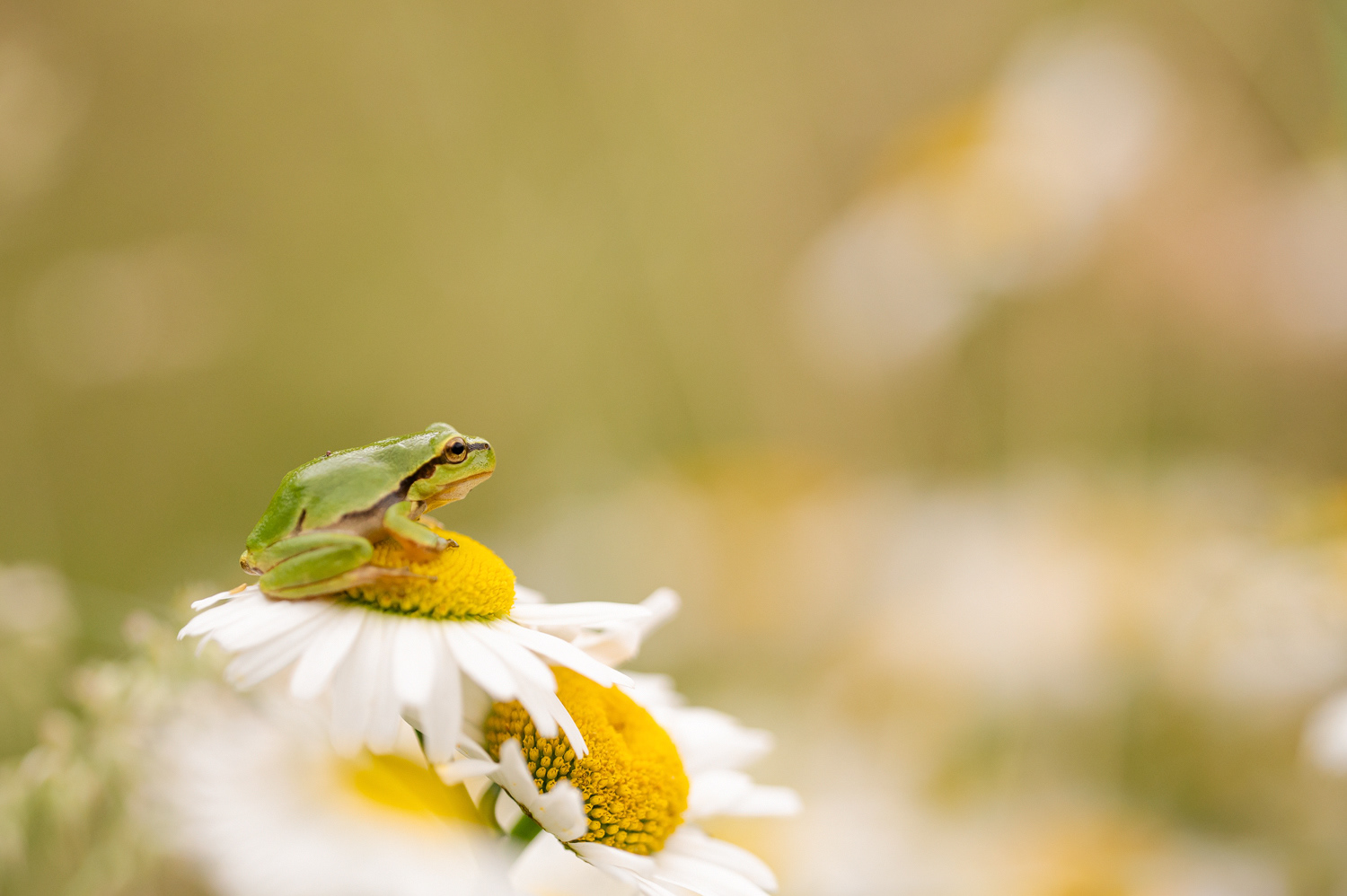 Europäischer Laubfrosch (Hyla arborea) 