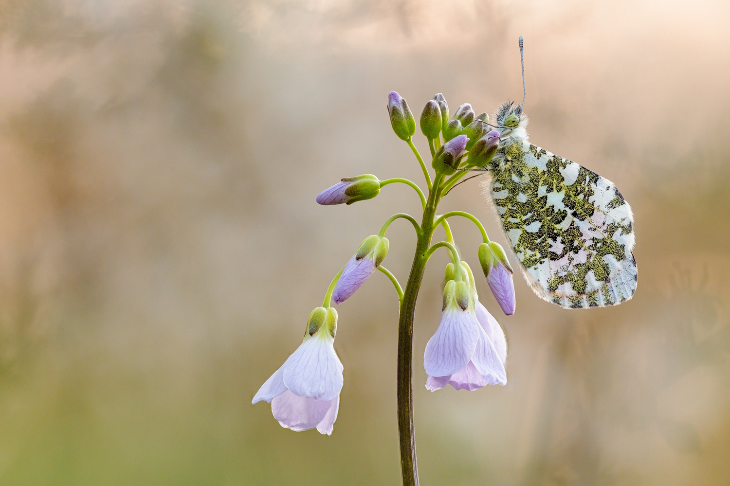Aurorafalter (Anthocharis cardamines)