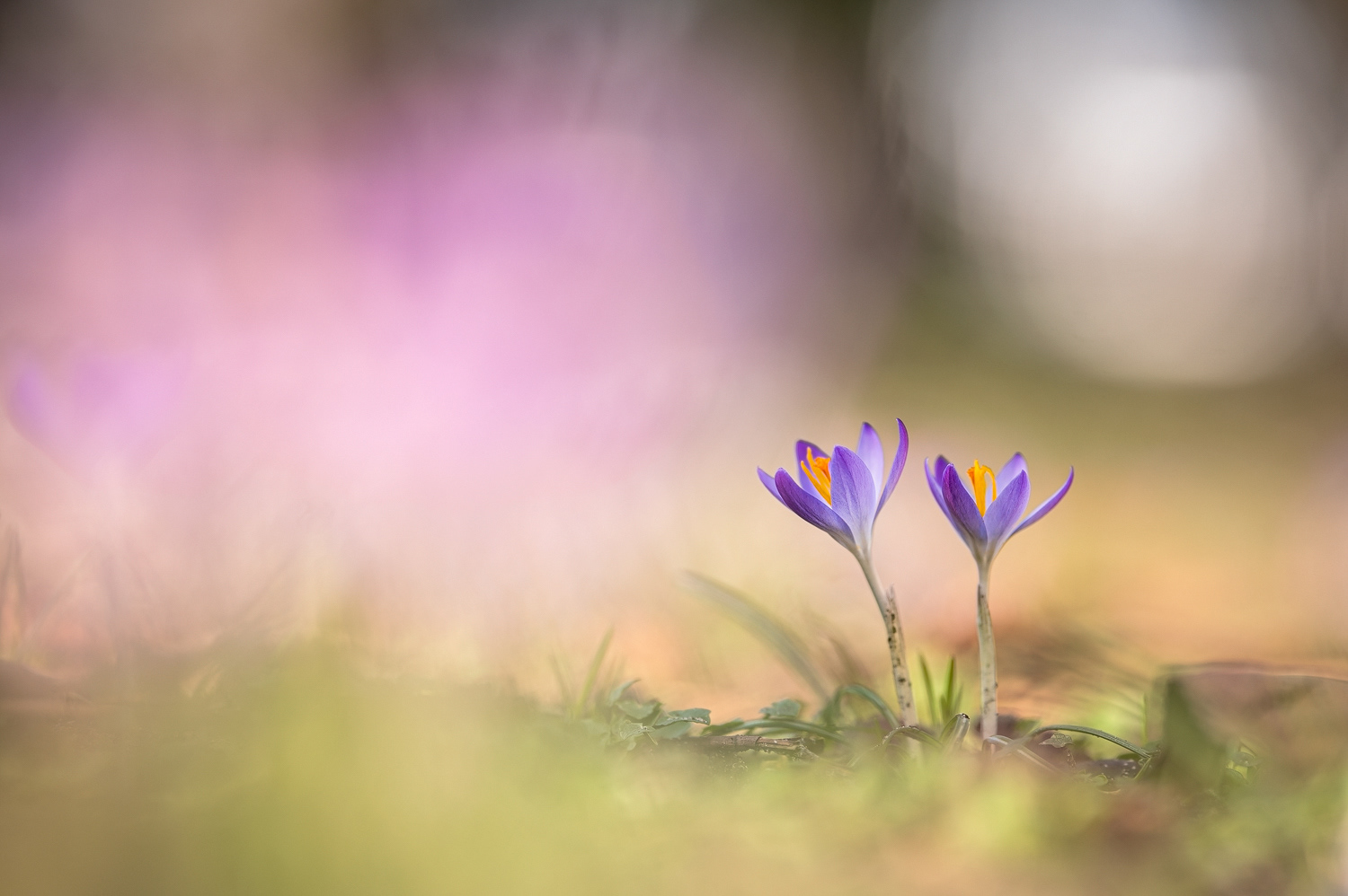 Krokus