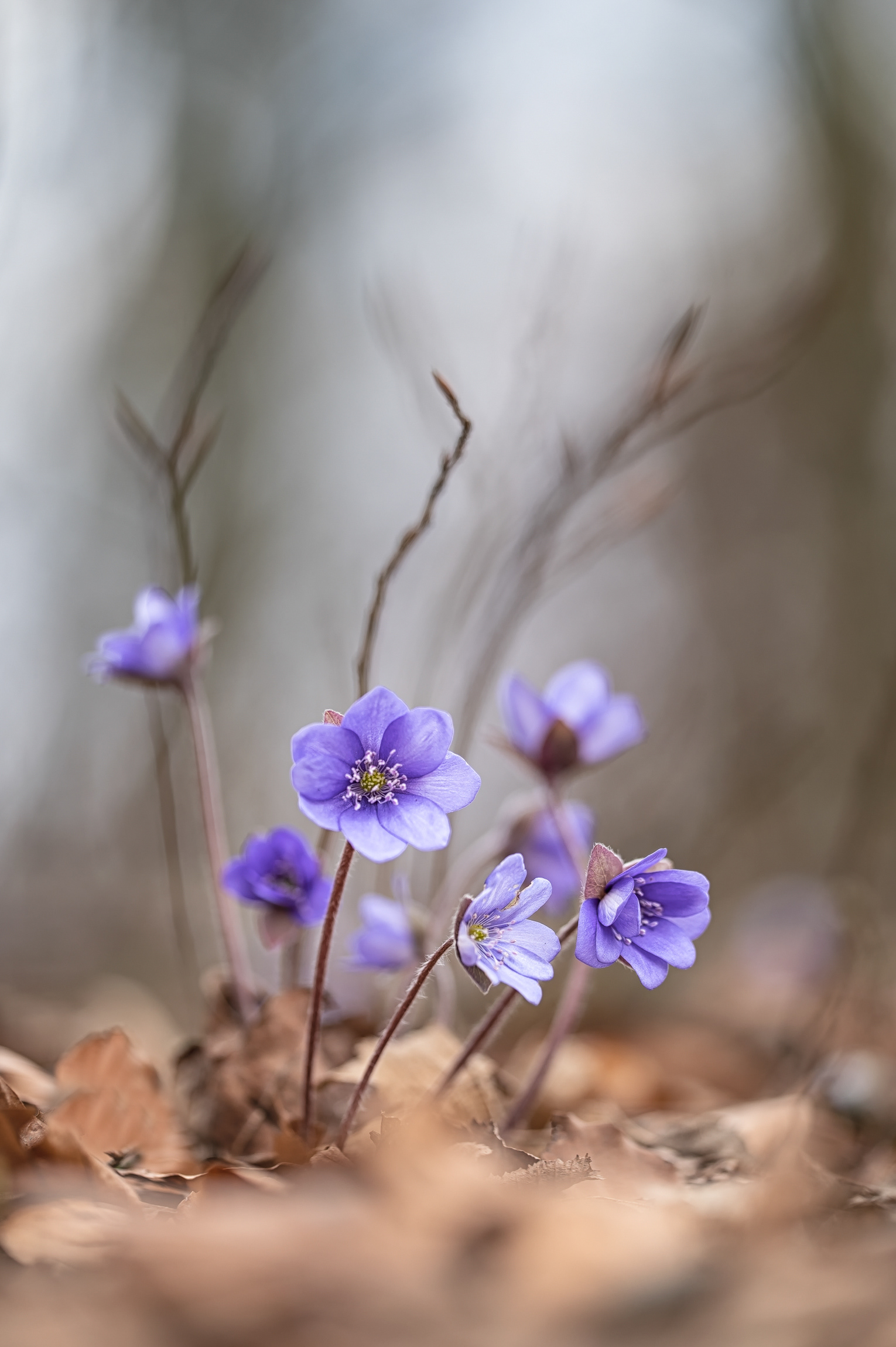 Leberblümchen (Hepatica nobilis