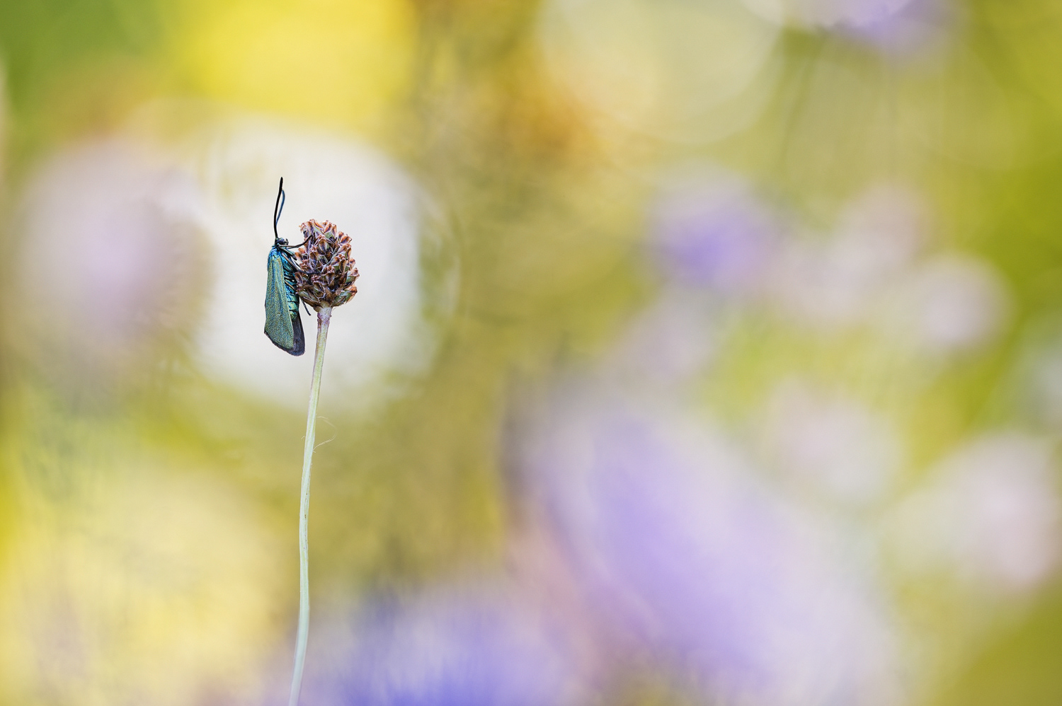  Ampfer-Grünwidderchen (Adscita statices) 