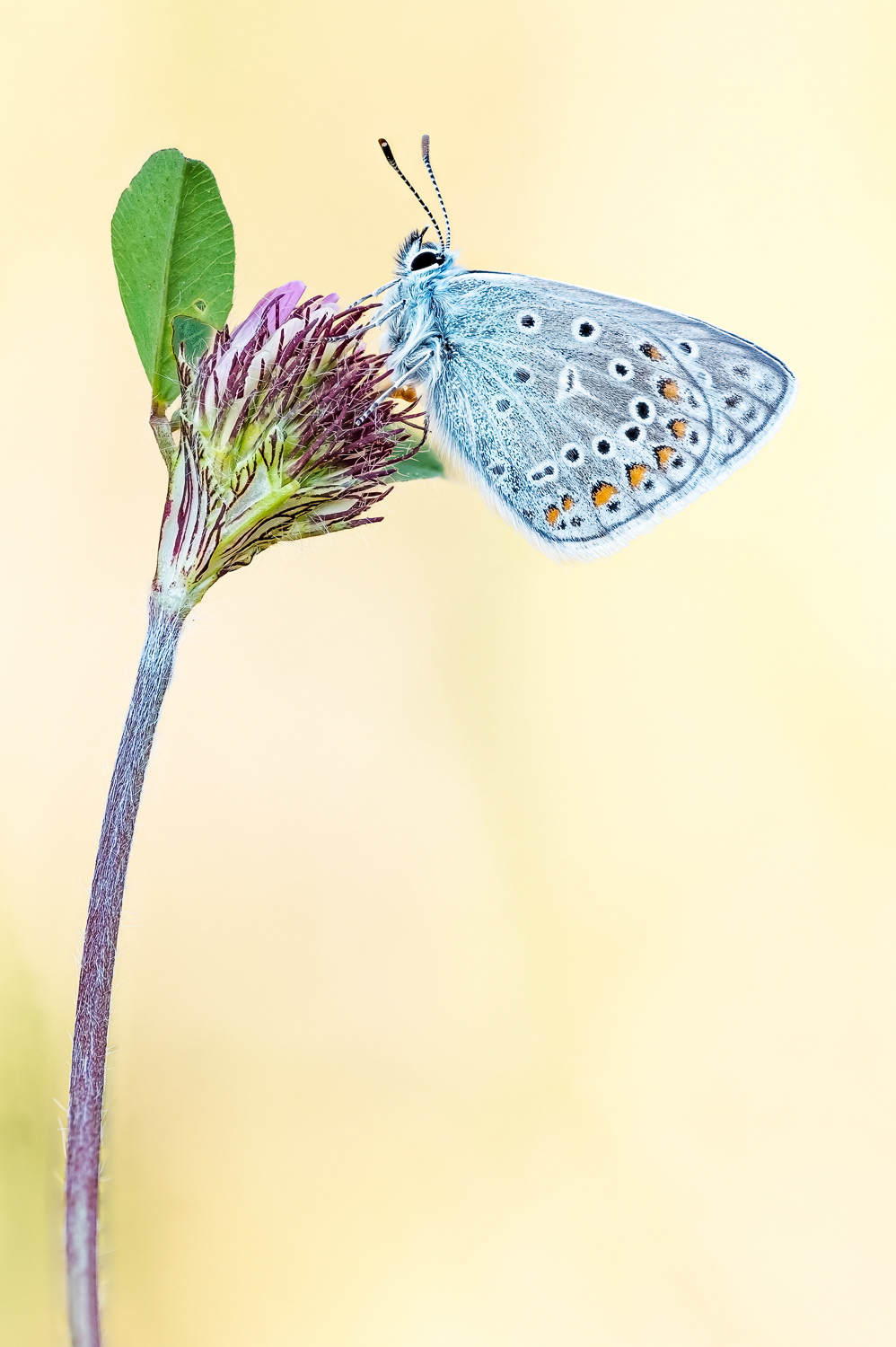 Hauhechel-Bläuling (Polyommatus icarus) 