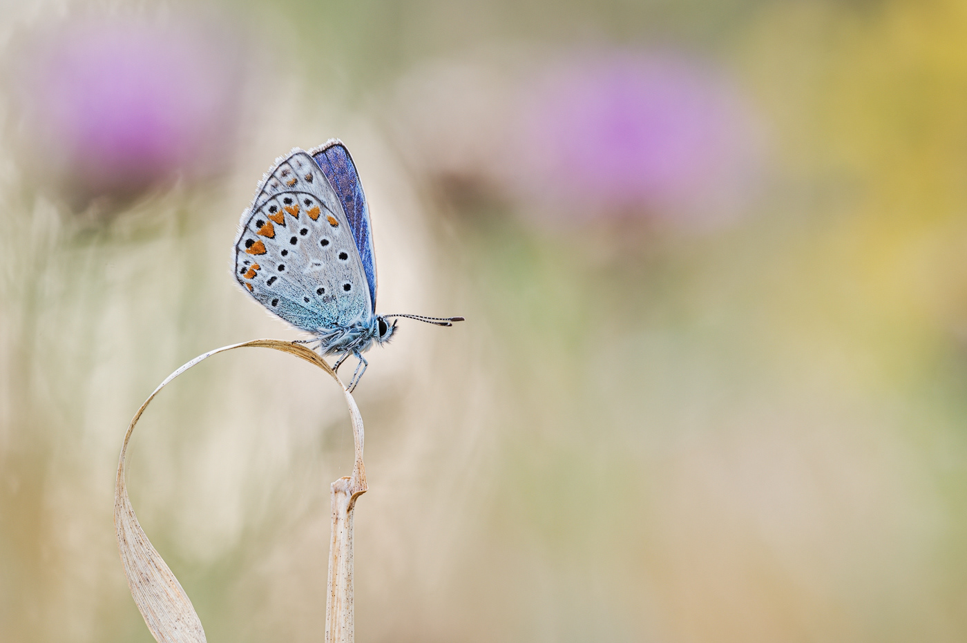Hauhechel-Bläuling (Polyommatus icarus)