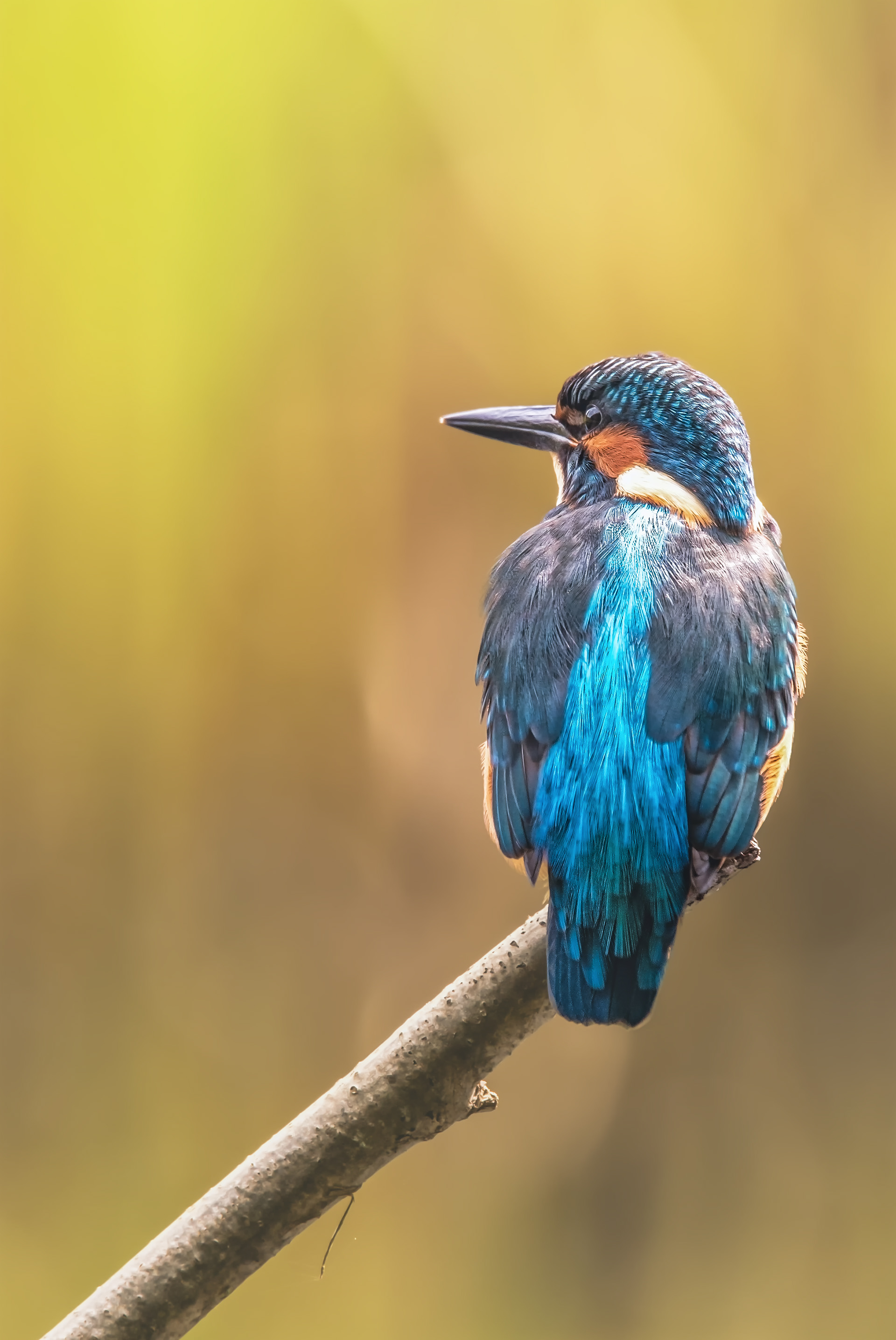Eisvogel (Alcedo atthis) 