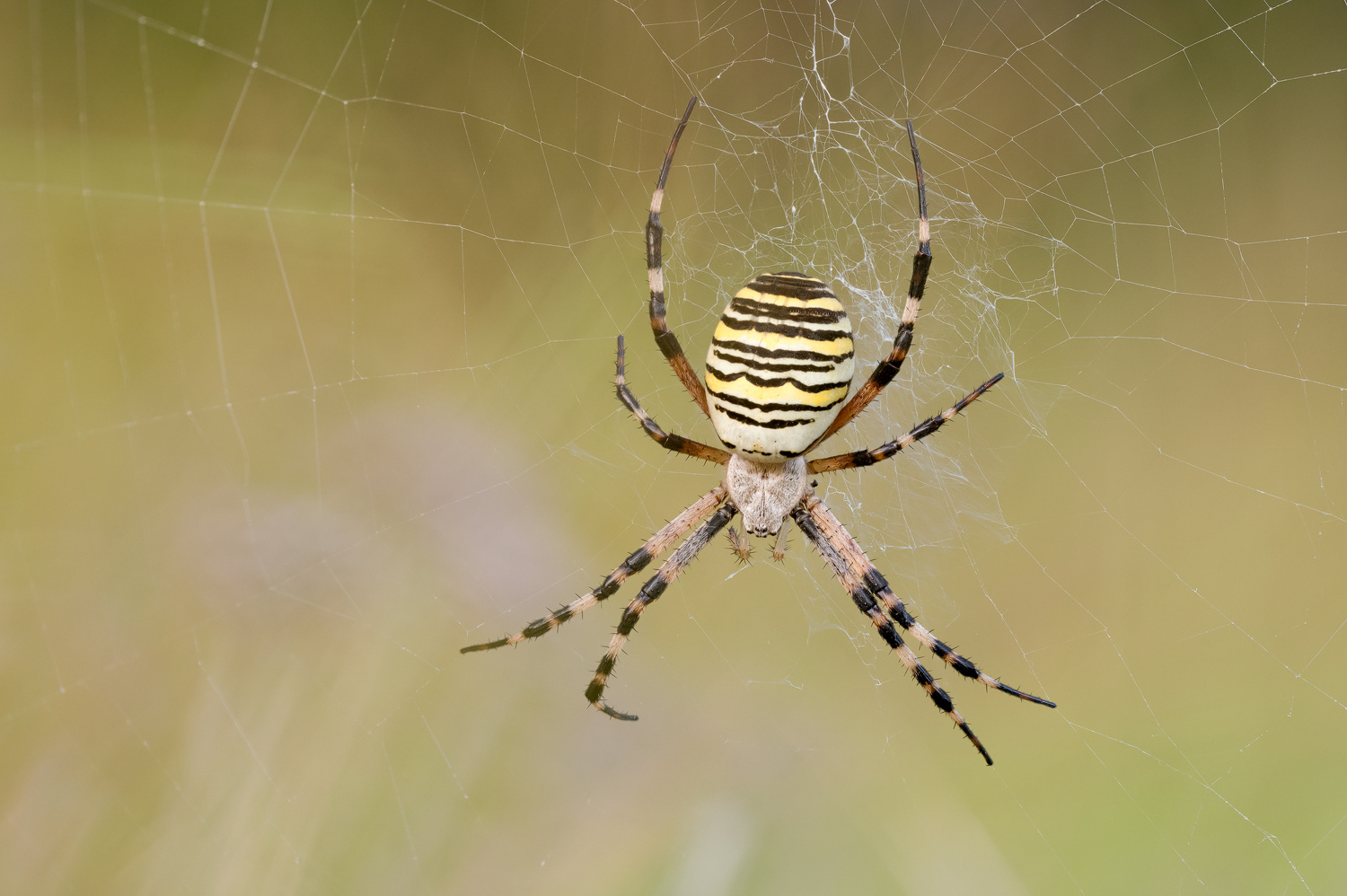 Wespenspinne (Argiope bruennichi)