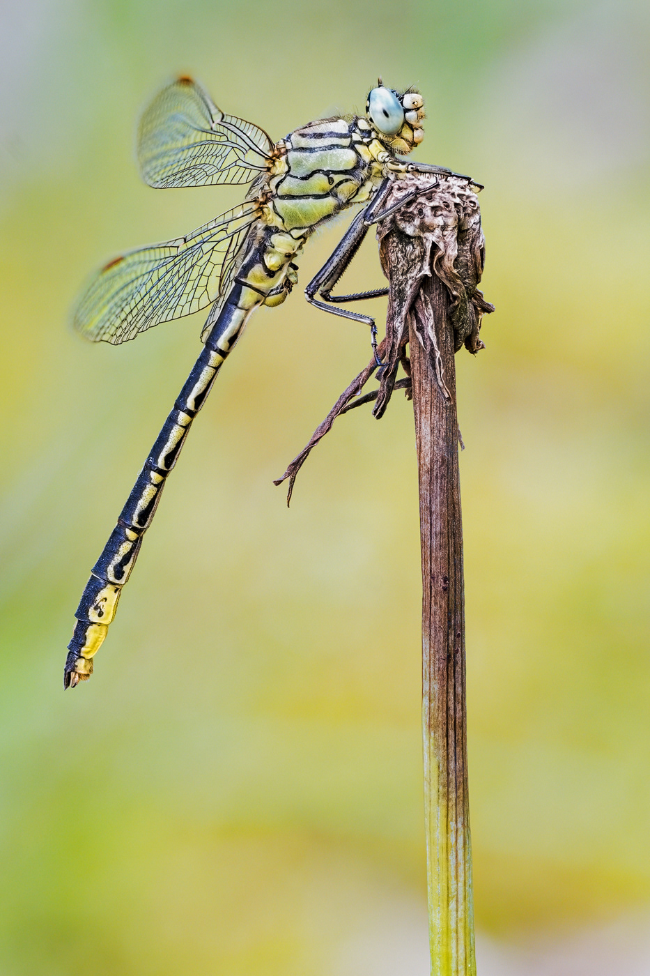 Westliche Keiljungfer (Gomphus pulchellus)