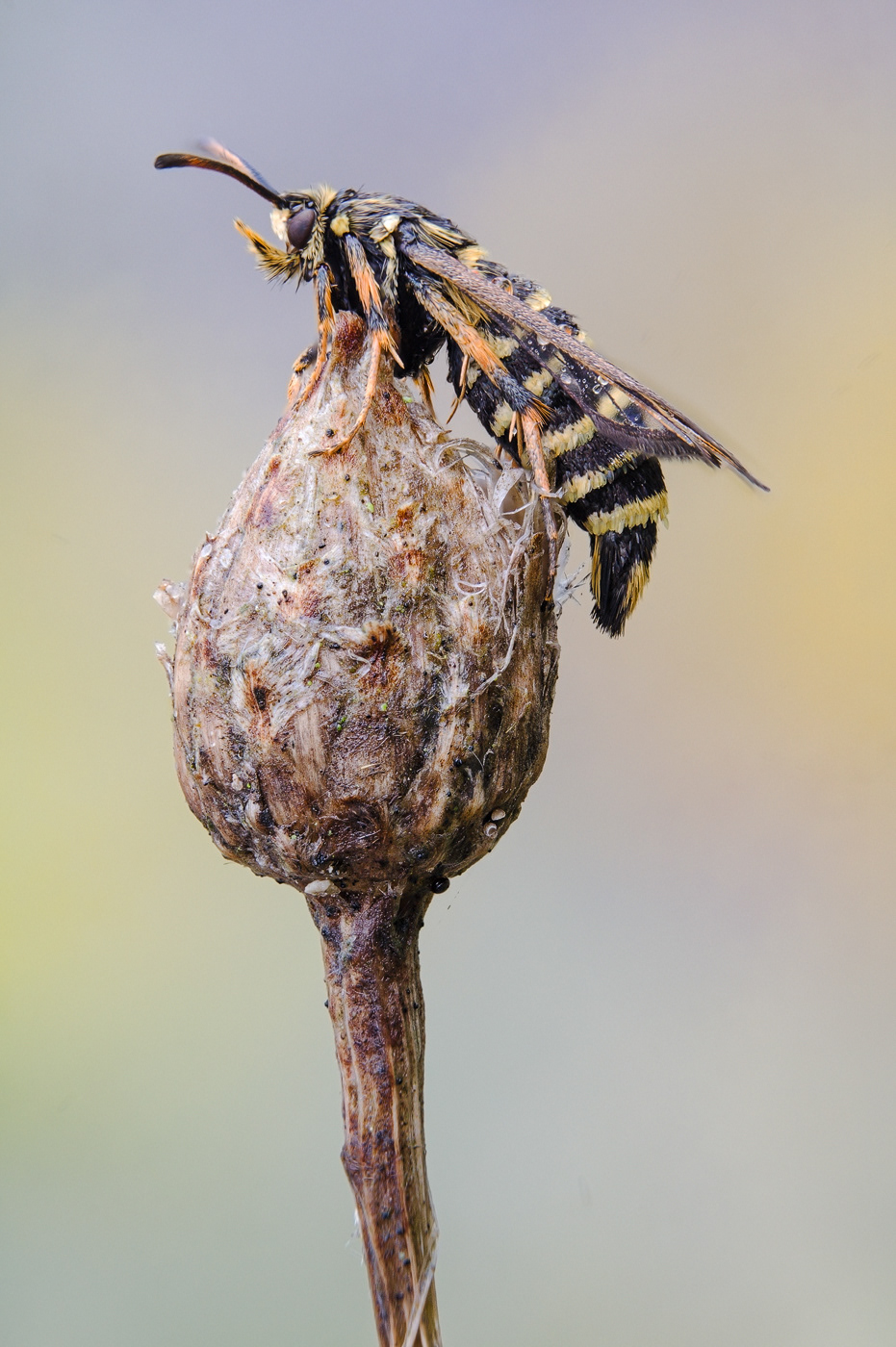 Hornklee-Glasflügler (Bembecia ichneumoniformis)