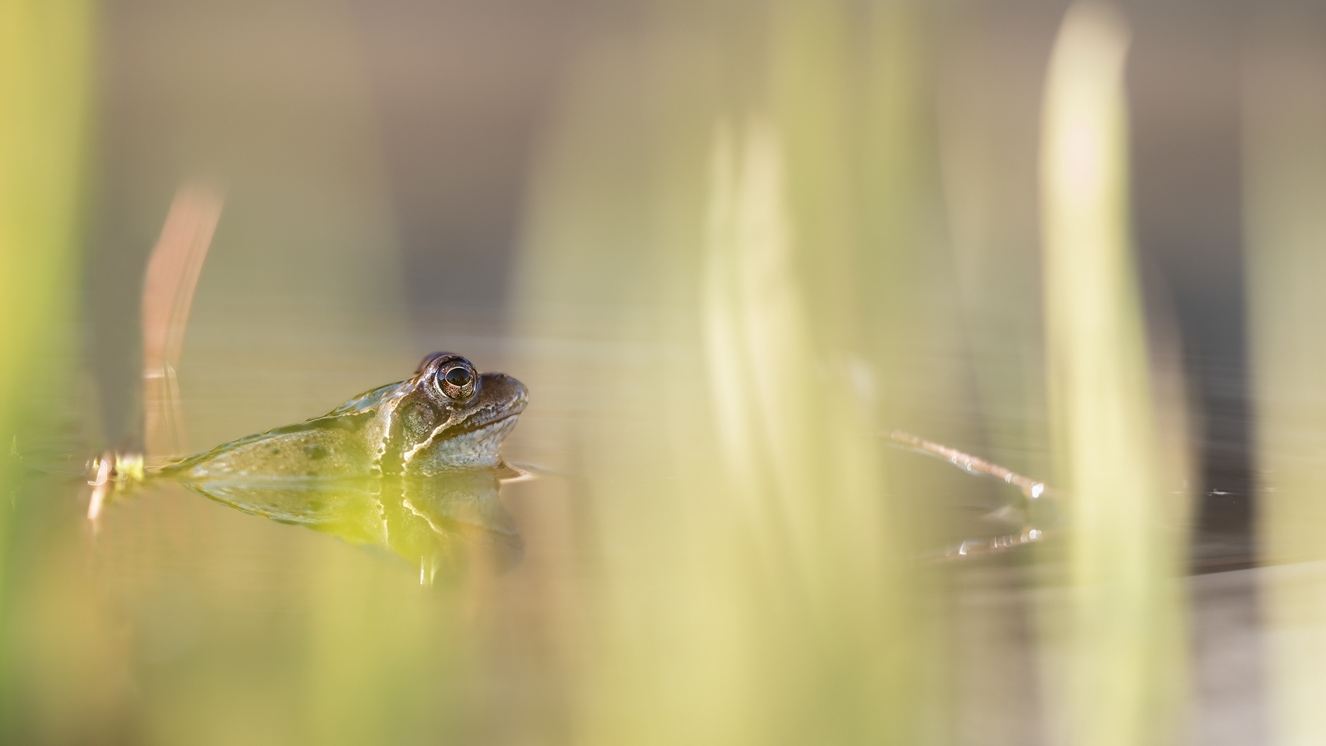 Grasfrosch ( Rana temporaria) 