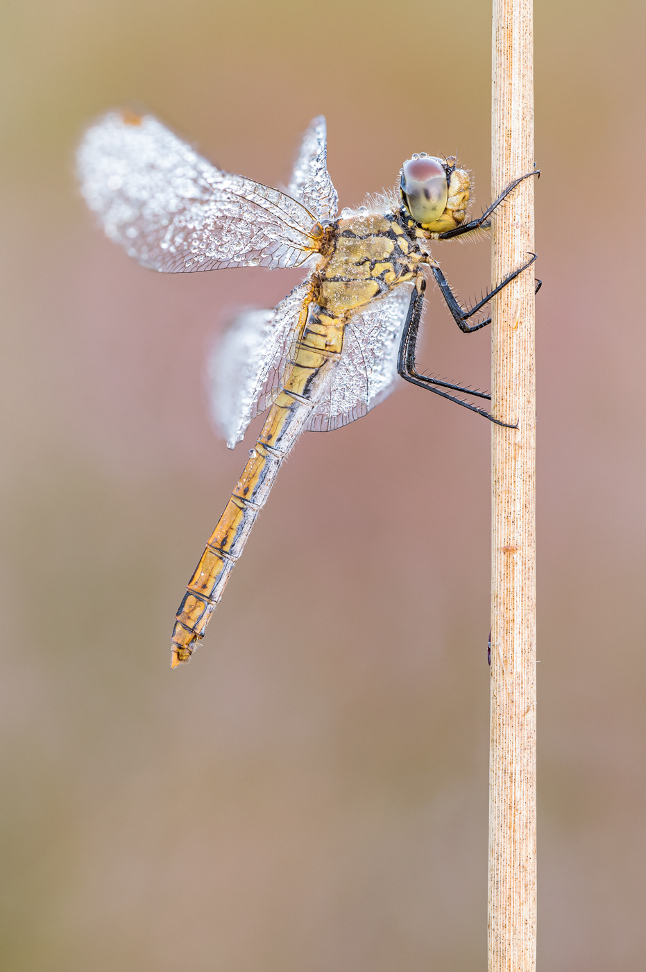 Blutrote Heidelibelle (Sympetrum sanguineum) 