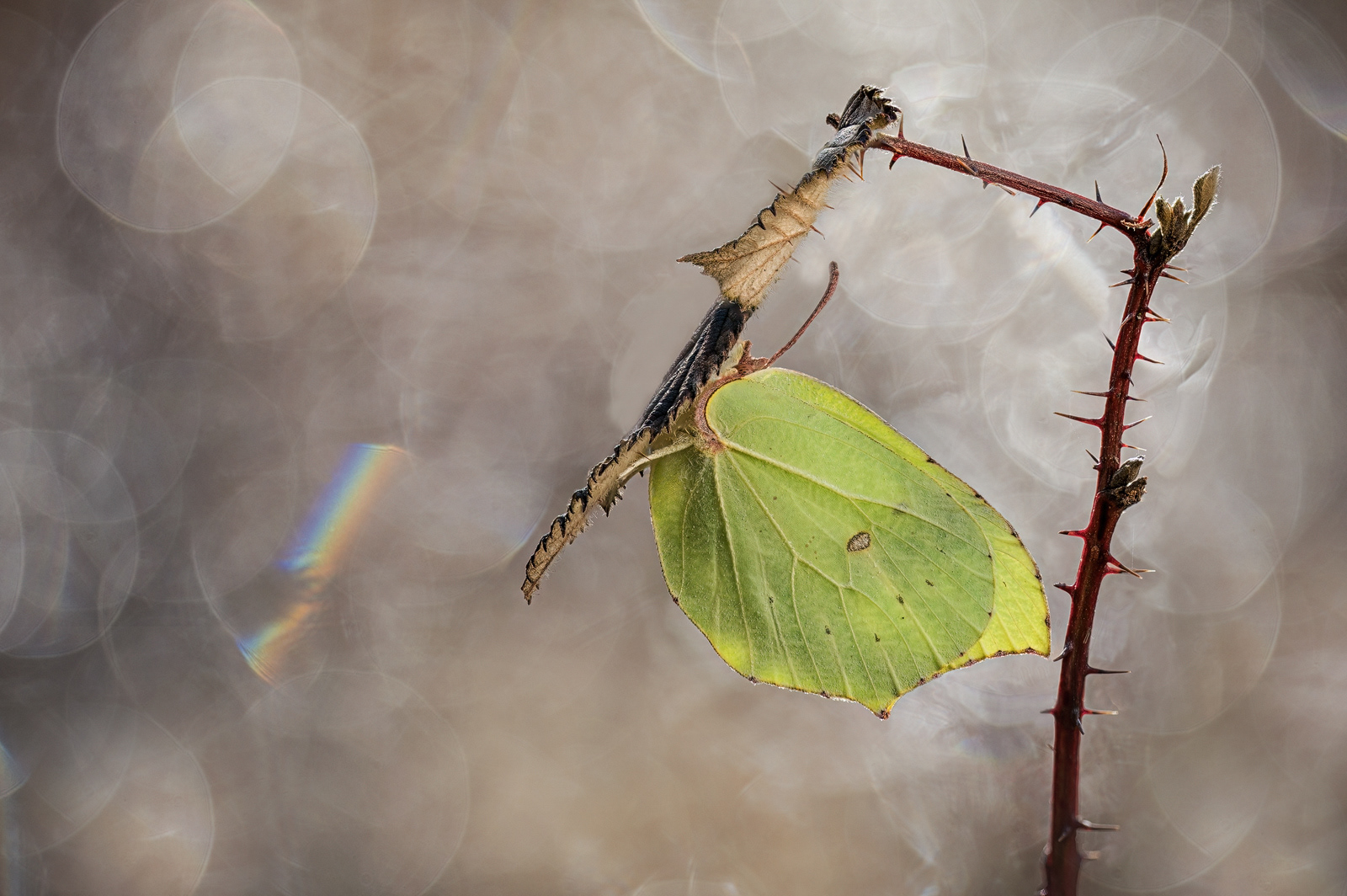 Zitronenfalter (Gonepteryx rhamni) Februar 2025