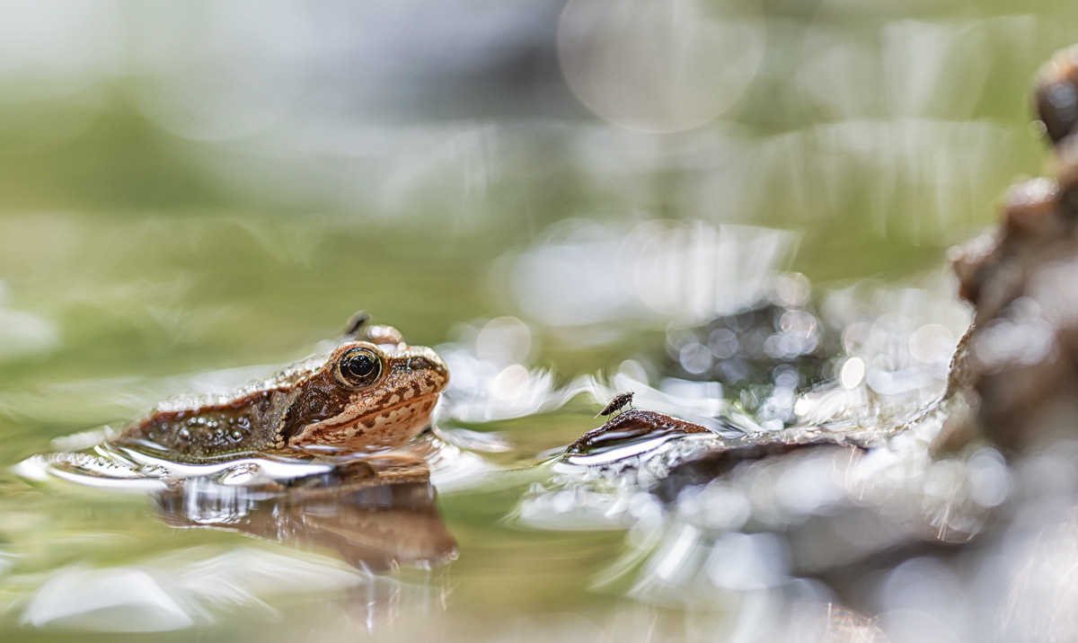 Grasfrosch ( Rana temporaria) 