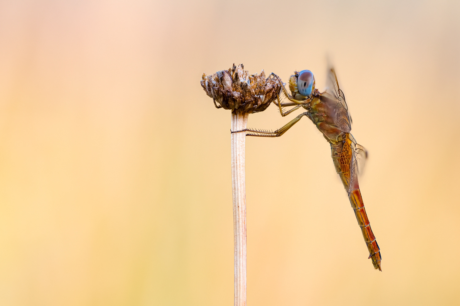 Feuerlibelle (Crocothemis erythraea)
