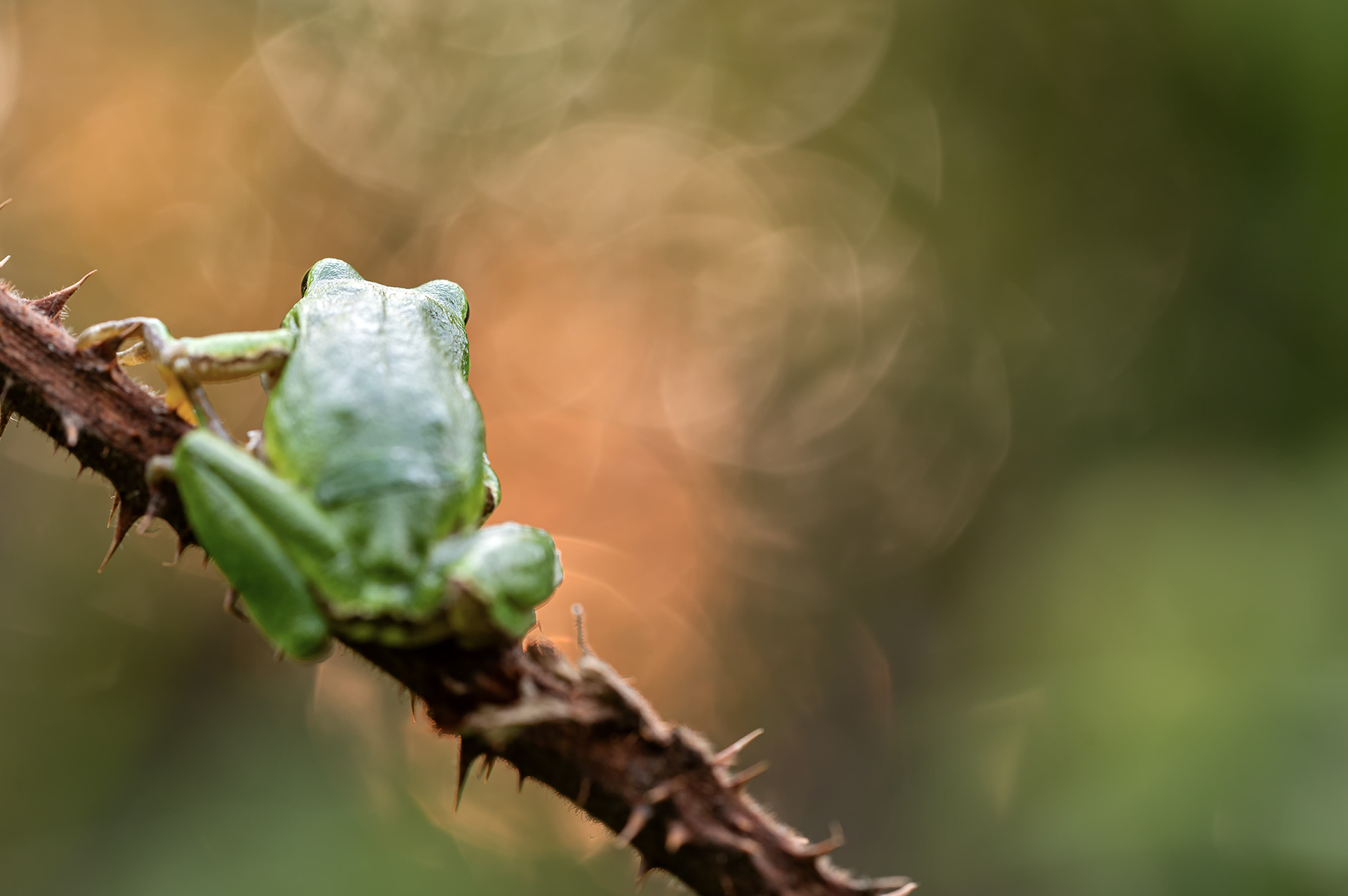 Europäischer Laubfrosch  (Hyla arborea)