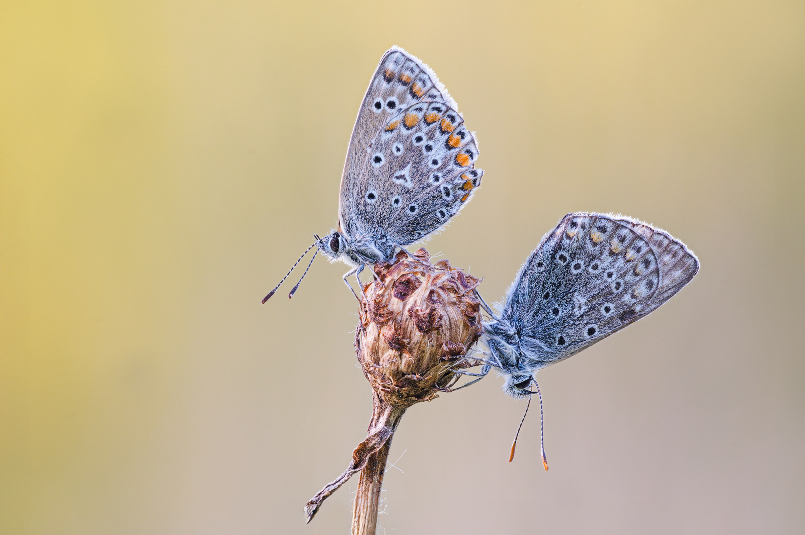 Hauhechel-Bläuling (Polyommatus icarus) 