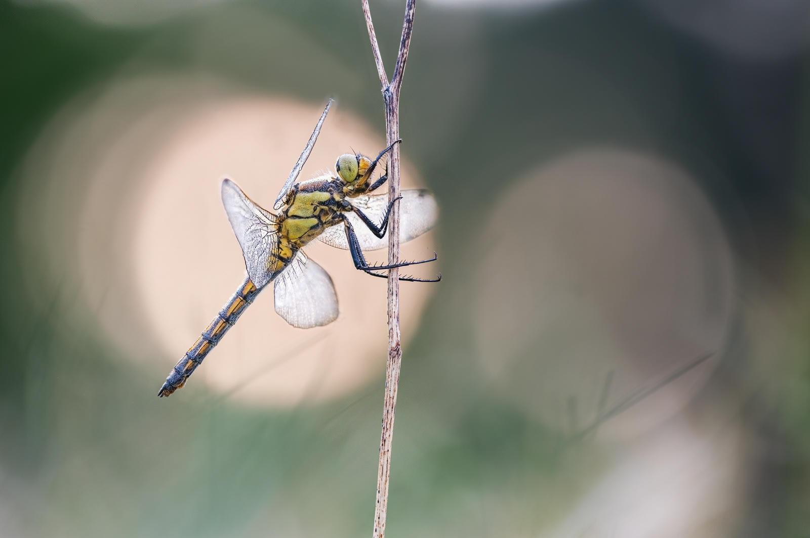 Großer Blaupfeil (Orthetrum cancellatum)