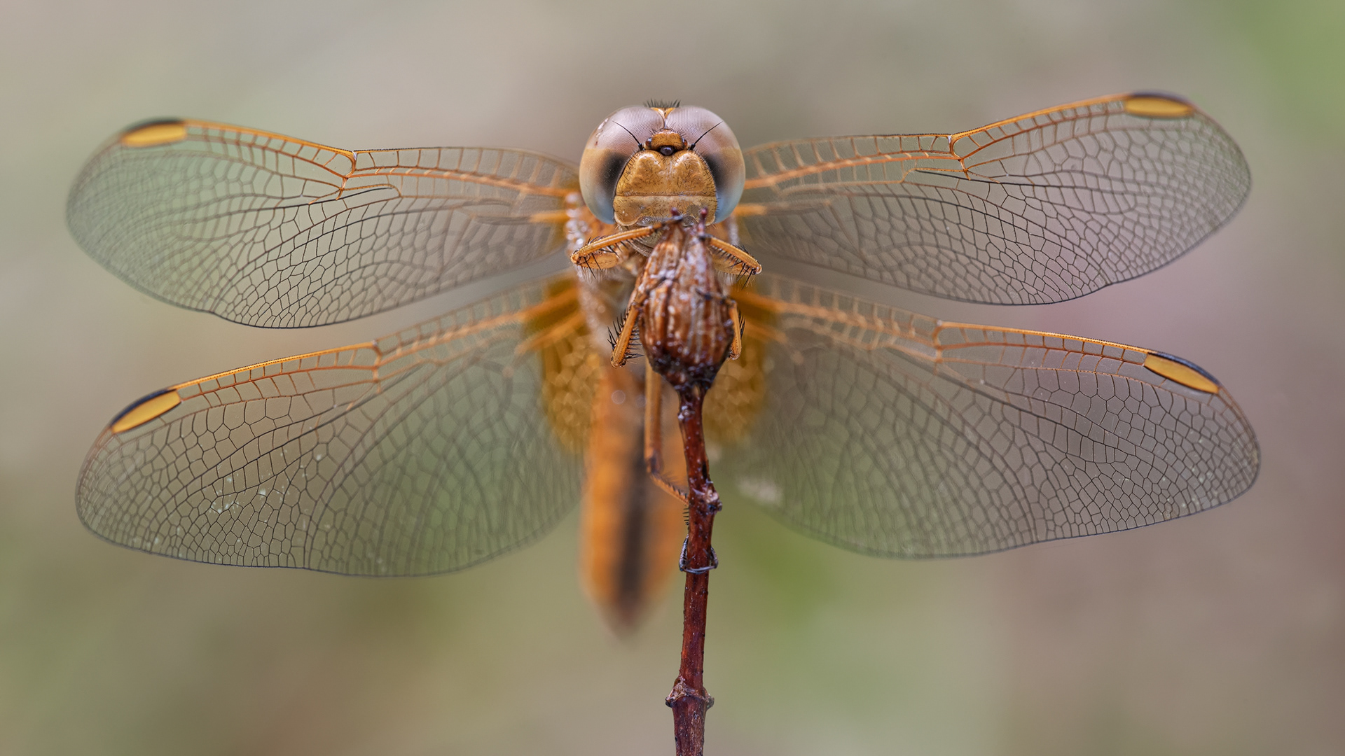 Feuerlibelle (Crocothemis erythraea)