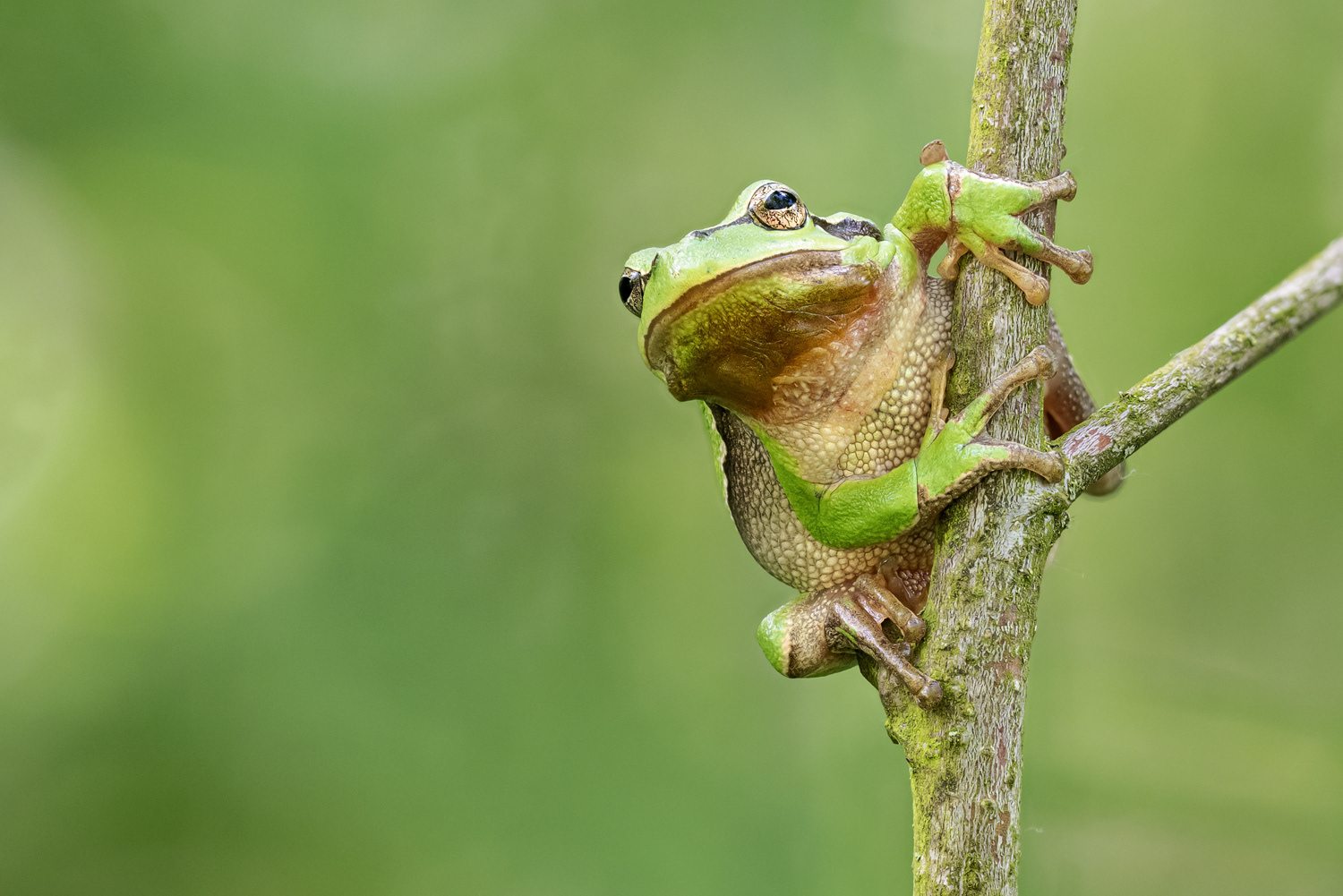 Europäischer Laubfrosch (Hyla arborea) 